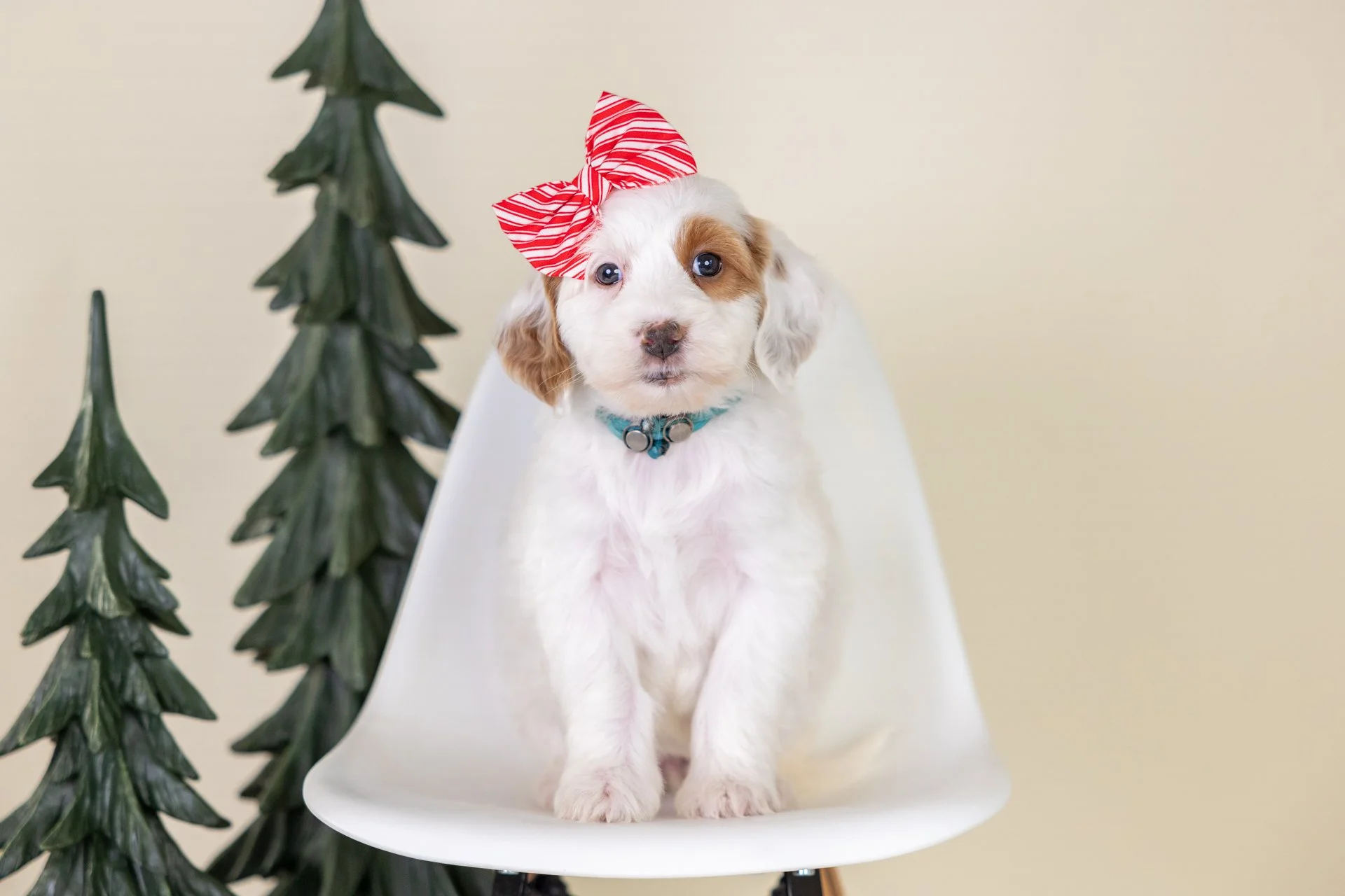Cara's Girl Arielle (Goldendoodle)
