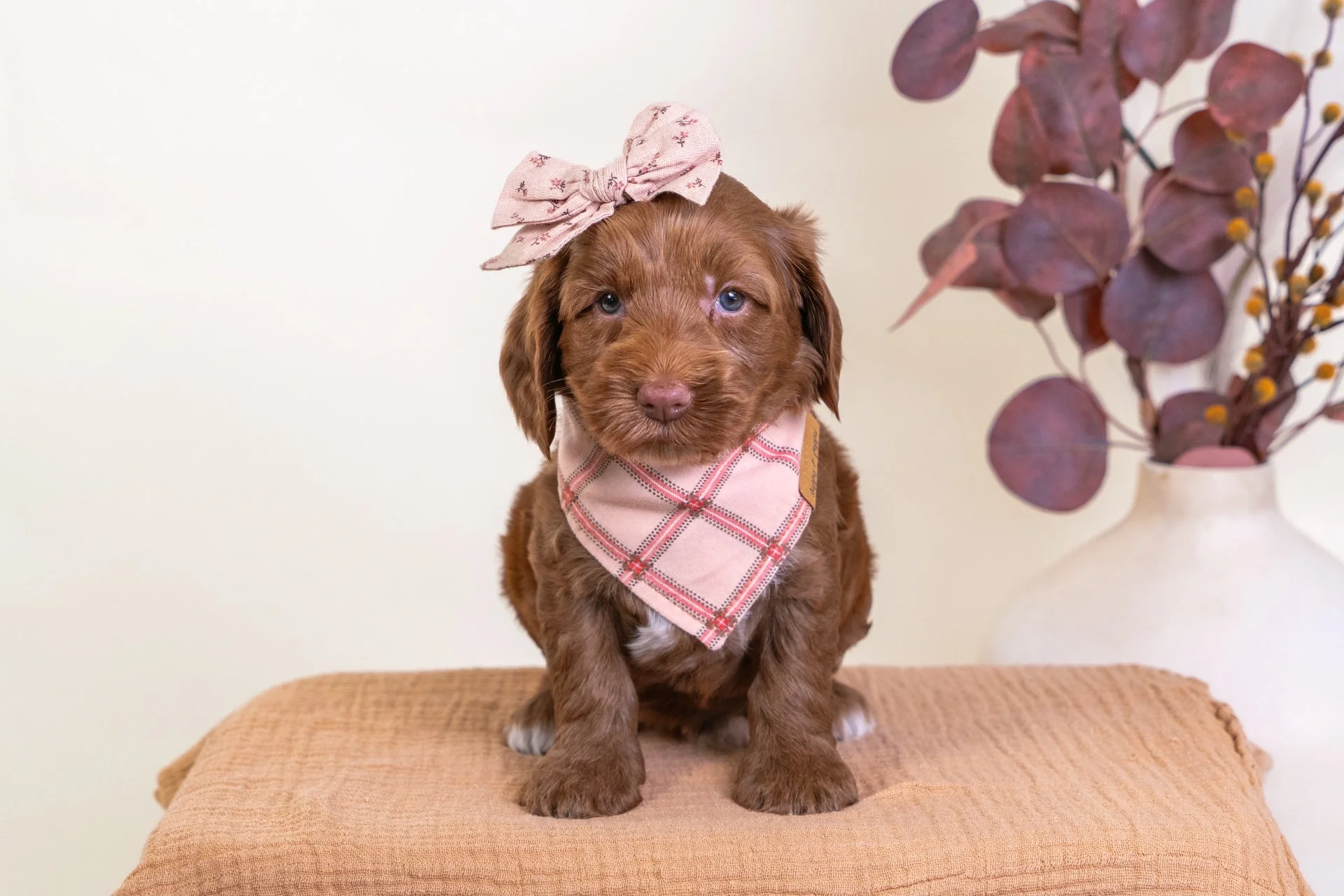 Cider's Girl Willow (Labradoodle)