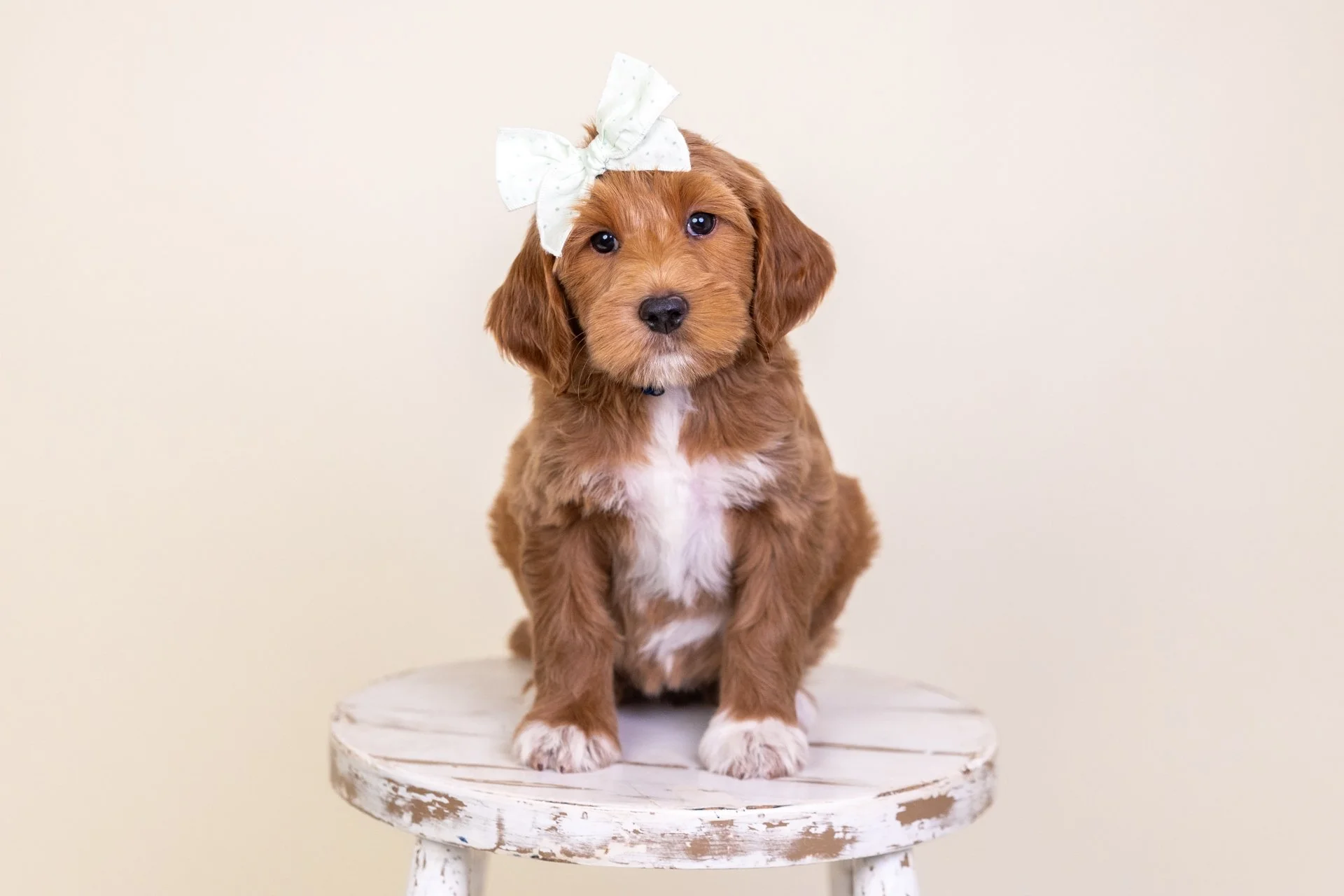 Cara's Girl Capri (Goldendoodle)