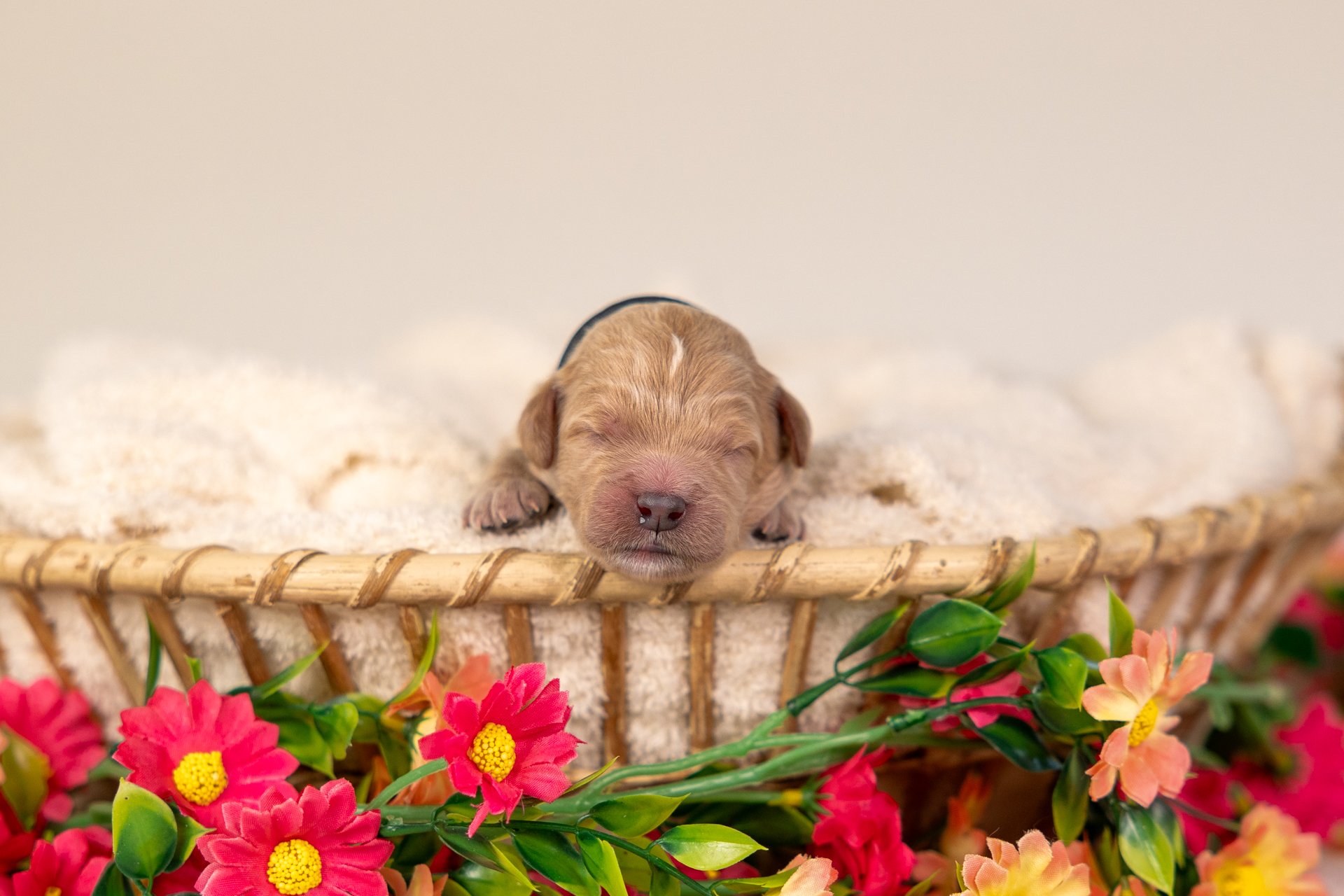 Ocean's Boy Tux (Labradoodle)