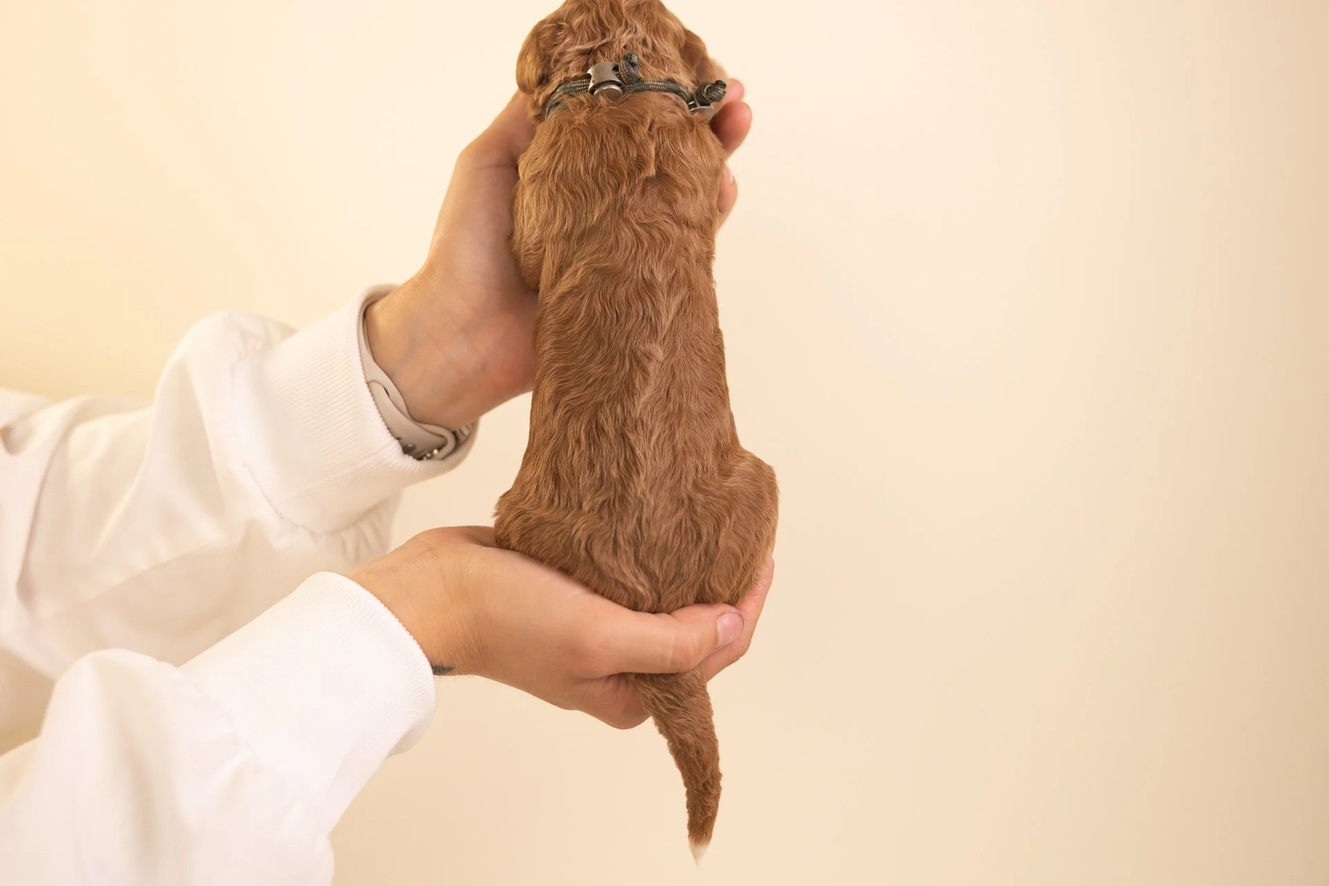 KitsSagePosterior.jpg