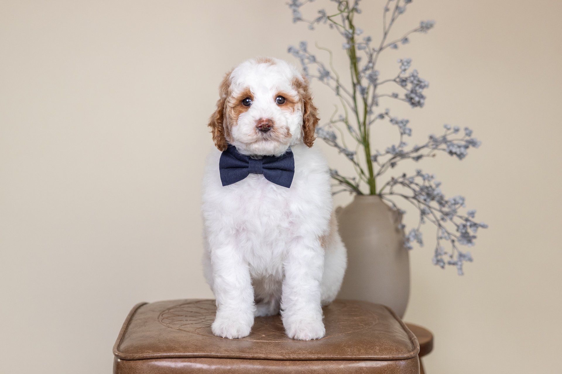 Luna's Boy Flint (Goldendoodle)