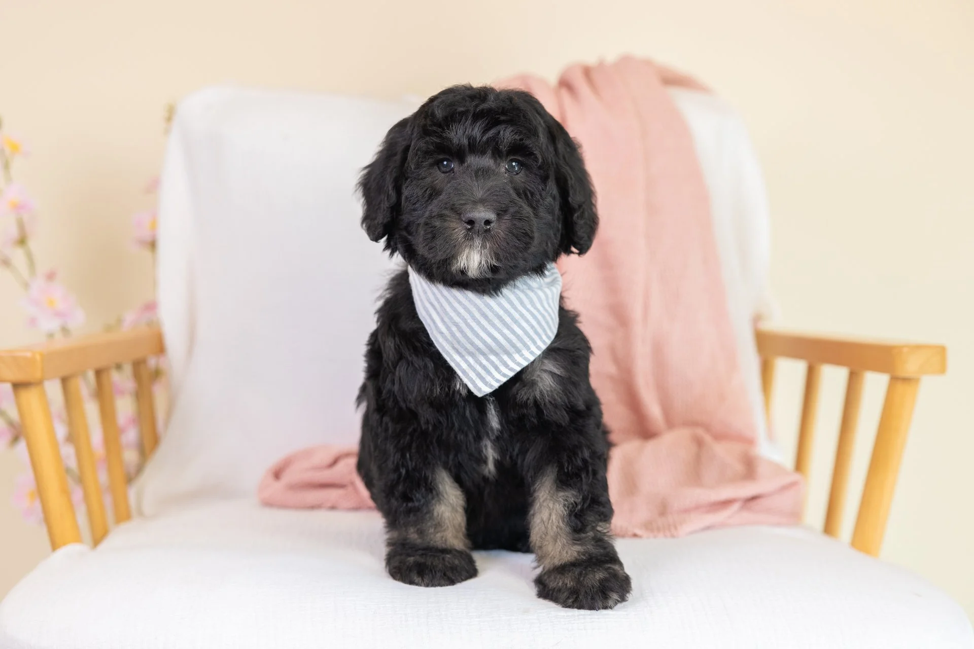 A cute puppy with fluffy white and black fur, wearing a light green bow tie, sitting on a wooden surface with a colorful flower arrangement in a cream vase behind it.