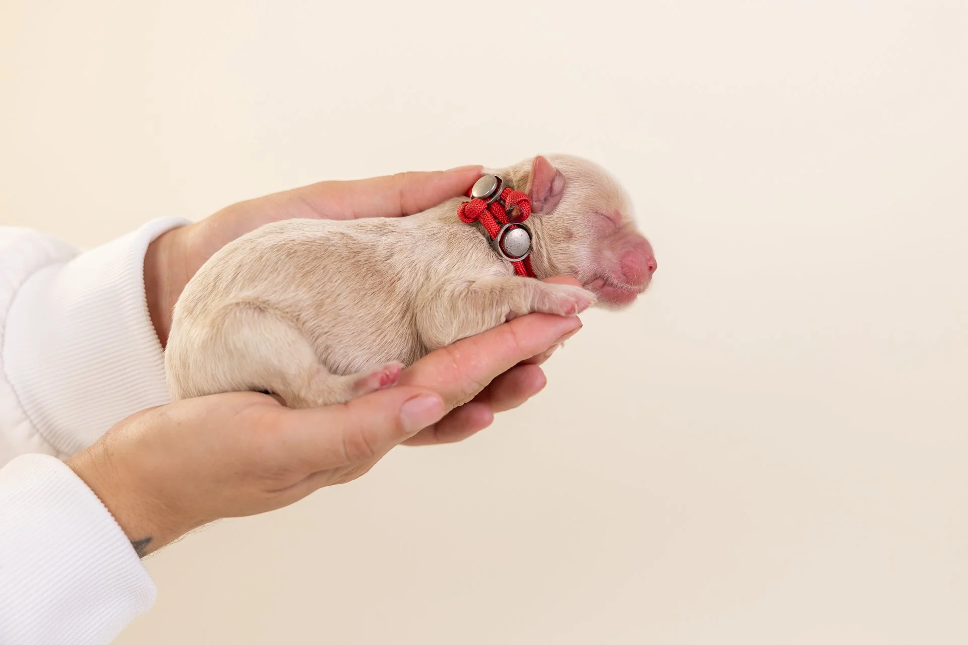 SailorsRubyLateral1.jpg