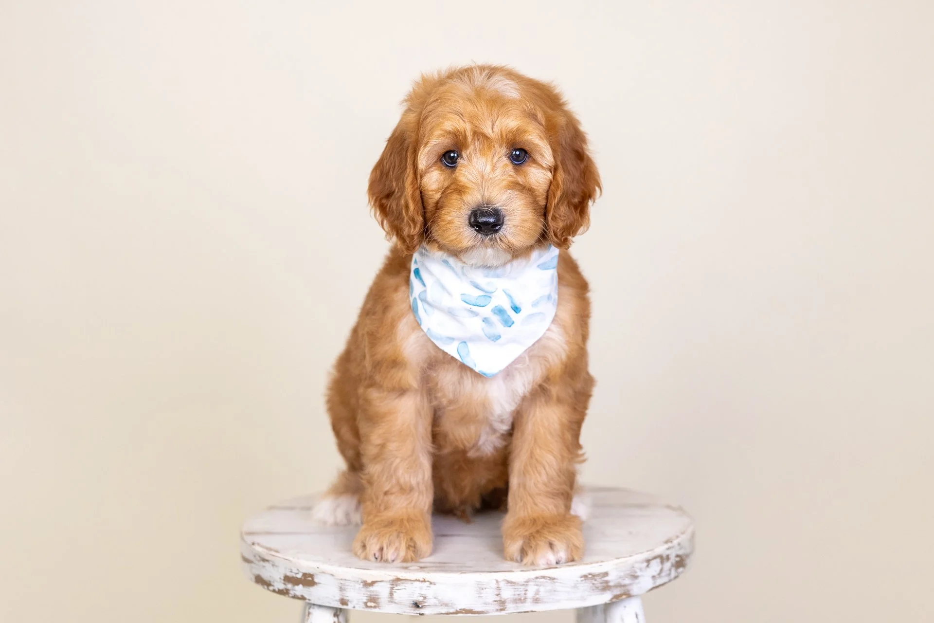 June's Boy Royal (Labradoodle)