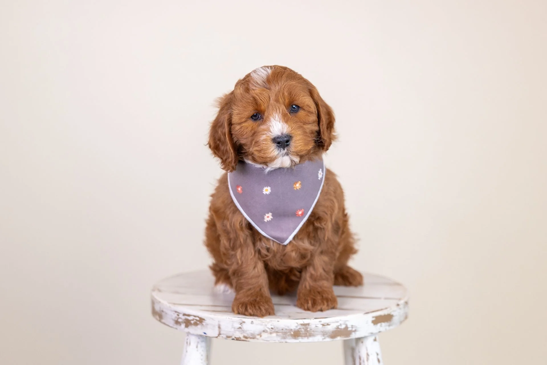 Penny's Boy Cobalt (Double Doodle)