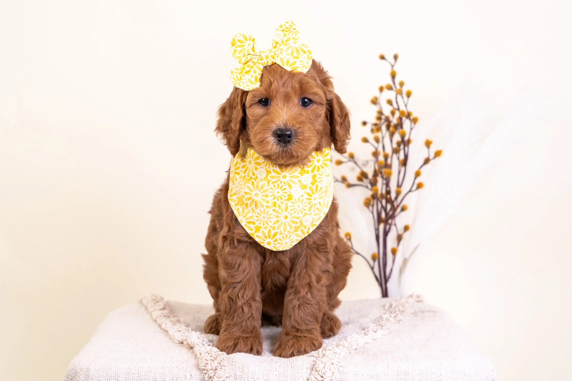 Cute brown puppy with a white patch on its chest, wearing a floral bandana and a light blue bow on its head, sitting on a white wooden stool against a beige background.