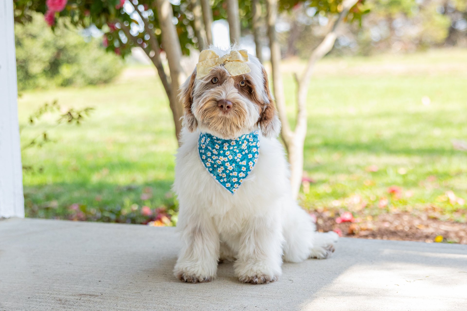 A cute puppy with light brown and white fur, wearing a blue bandana with white polka dots and a matching blue bow on its head, sitting on a wooden stool against a plain beige background.