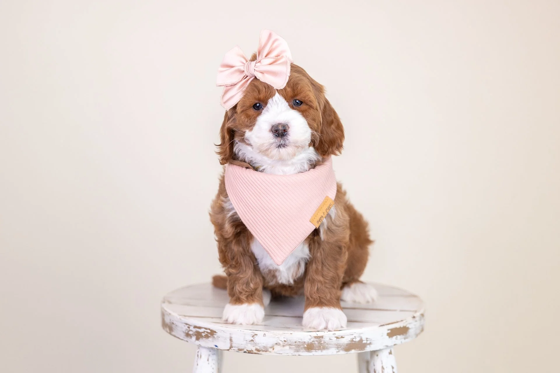 Penny's Girl Daisy (Double Doodle)