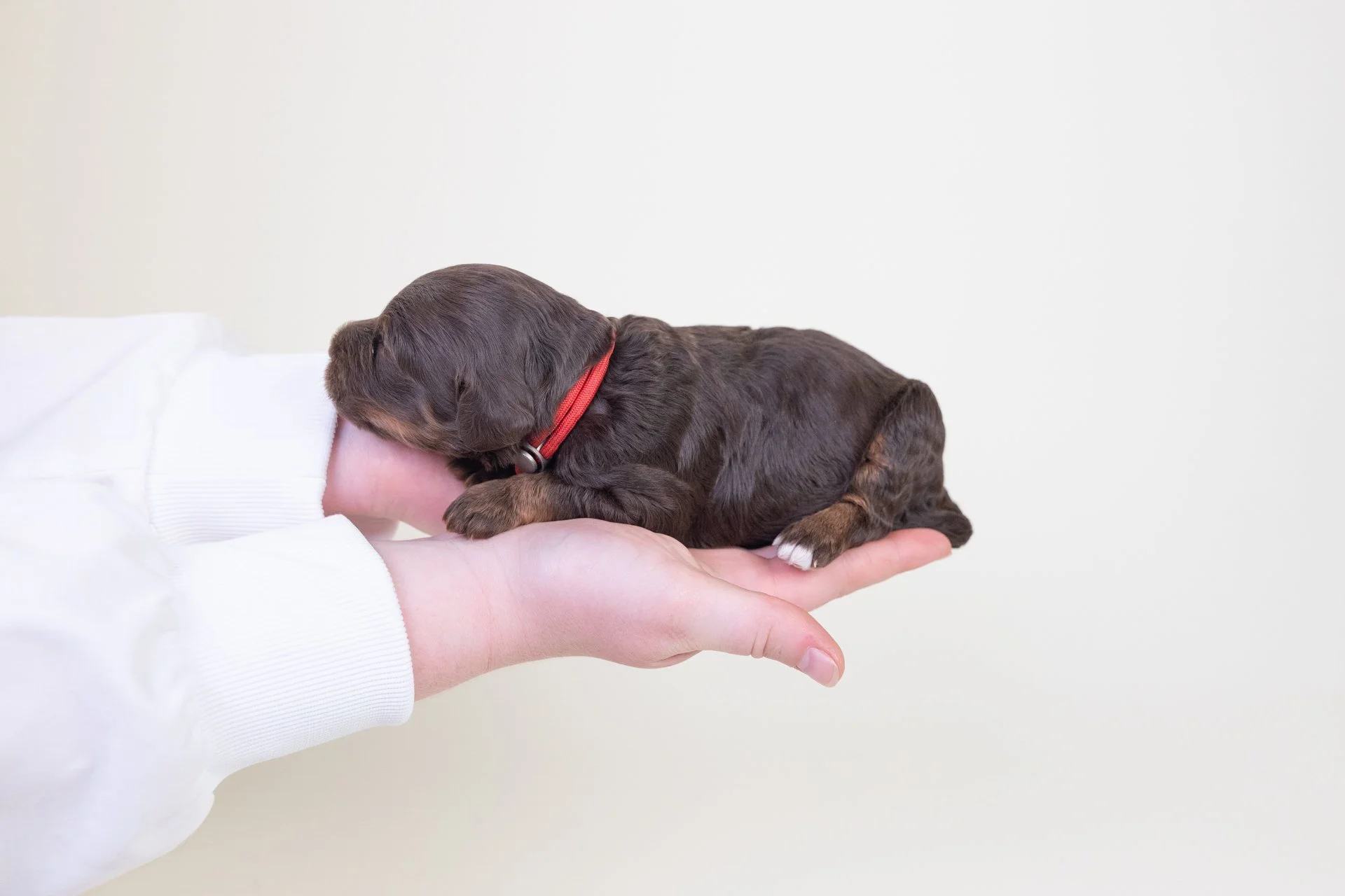 MollysRubyLateral2.jpg