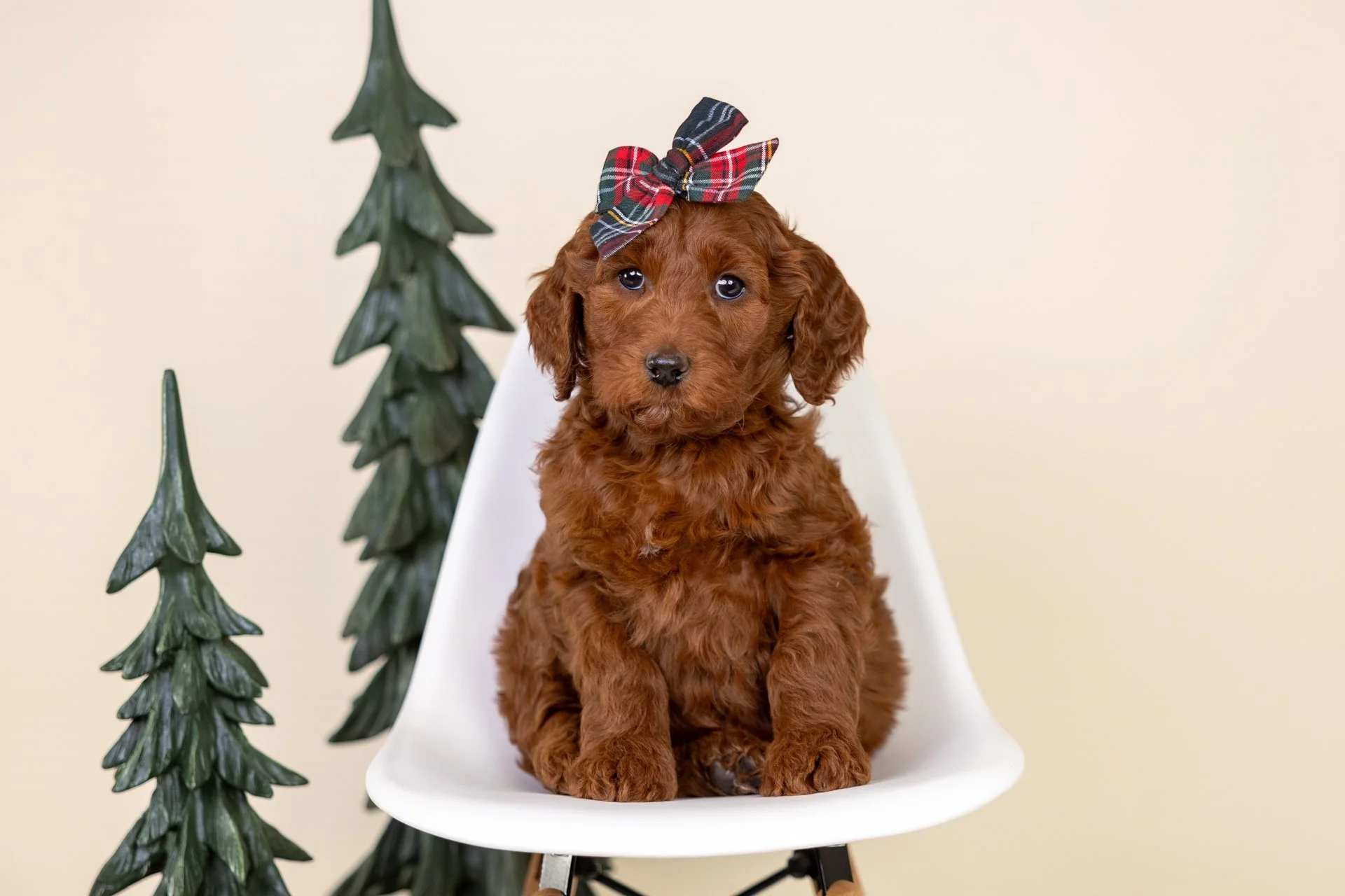 Pepper's Girl Chestnut (Double Doodle)