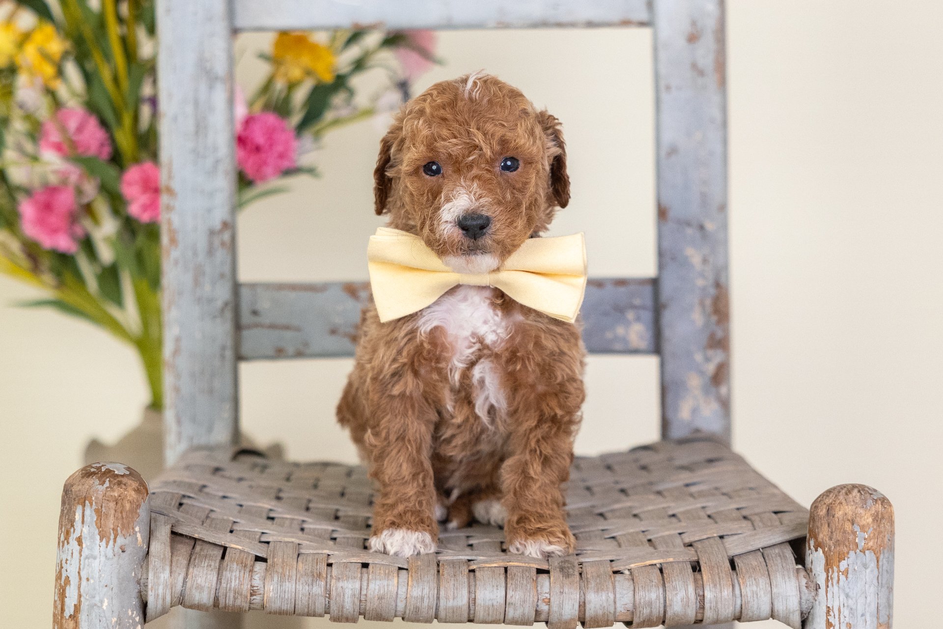 Cara's Boy Asher (Goldendoodle)