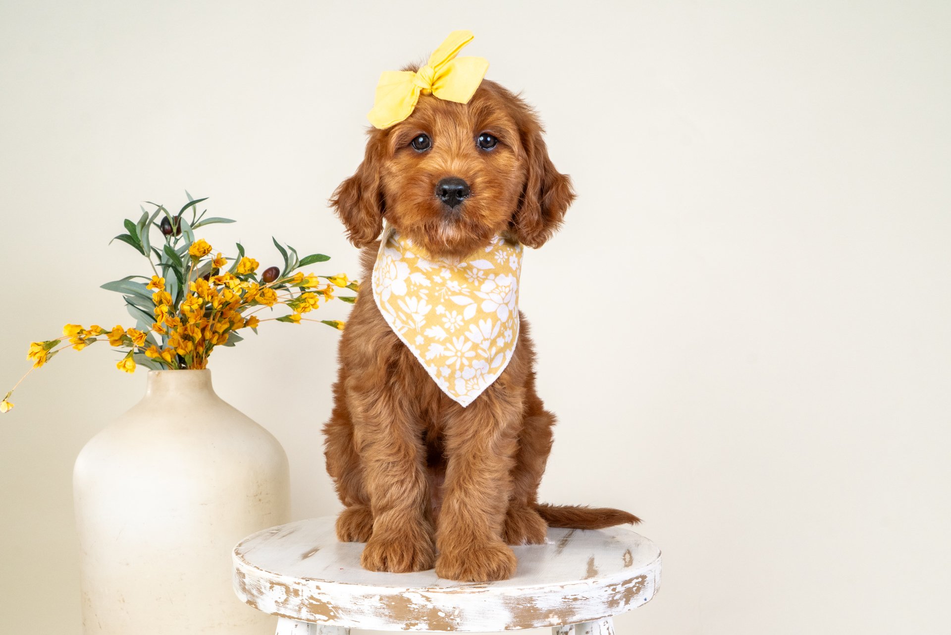 Ivory's Girl Carolina (Goldendoodle)