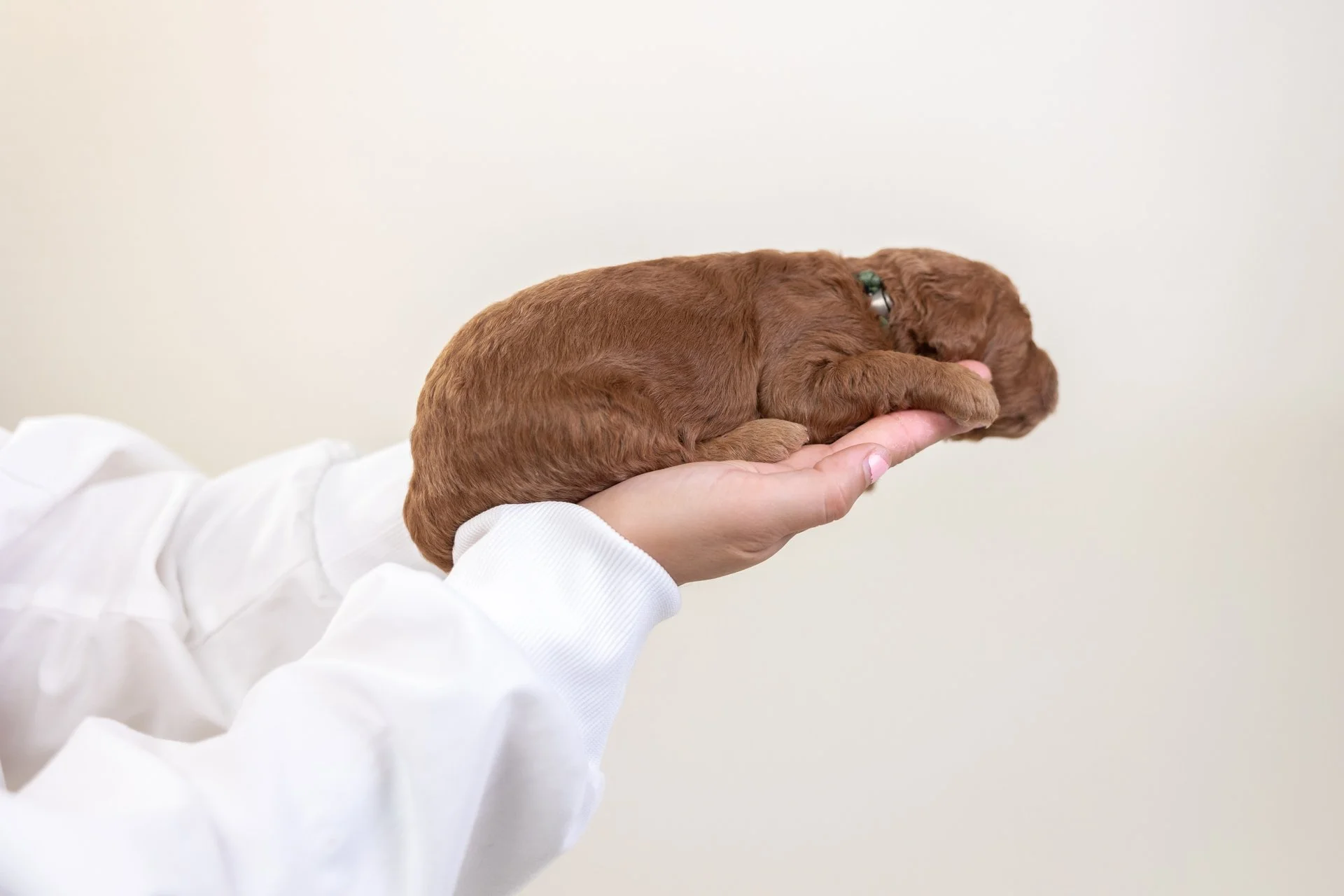 DuchessOliverLateral1.jpg