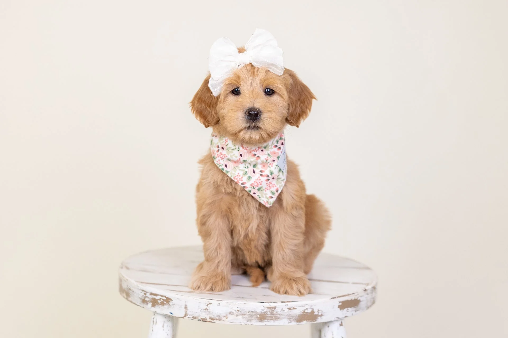 Holland's Girl Lacey (Labradoodle)