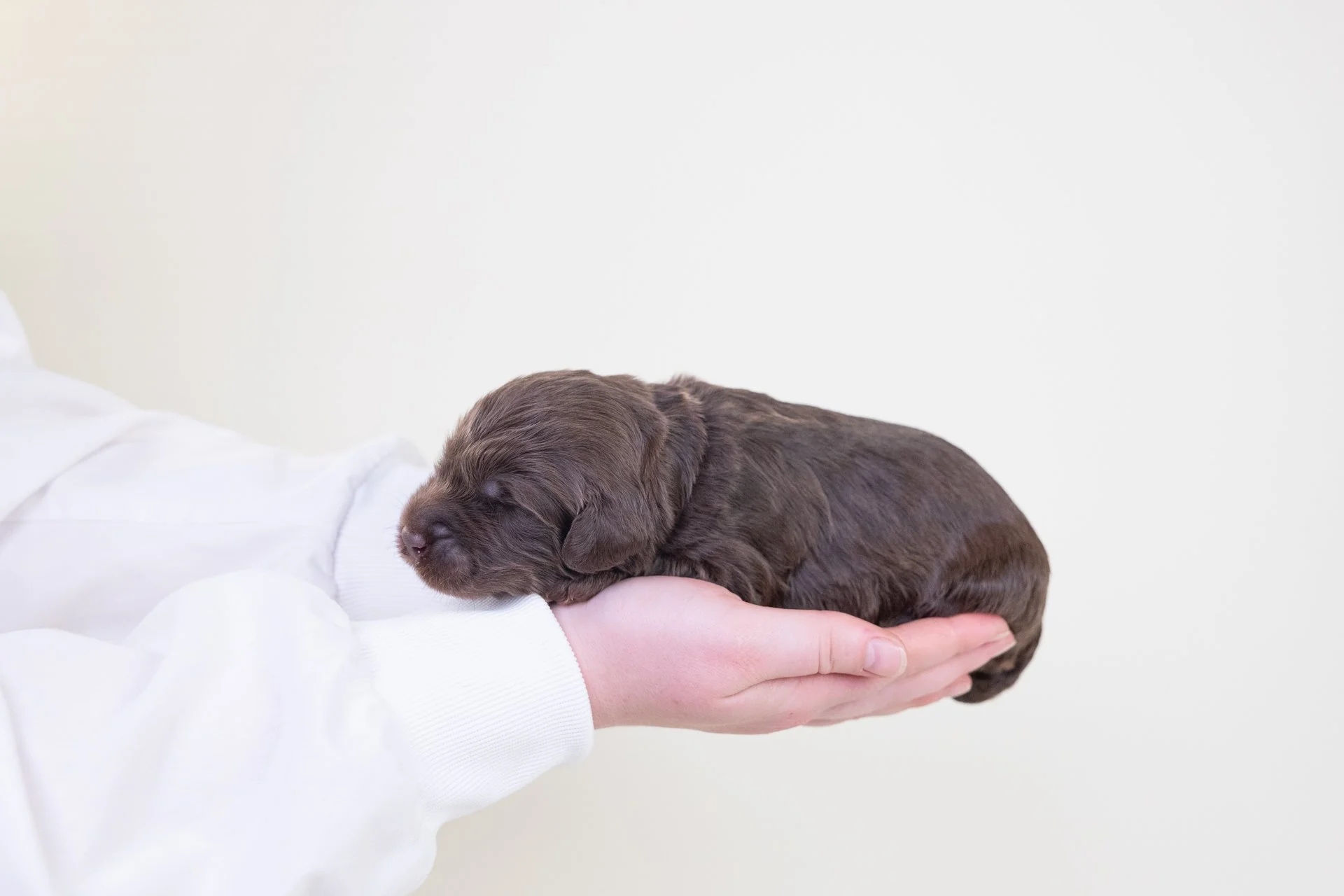 MollysCobaltLateral2.jpg