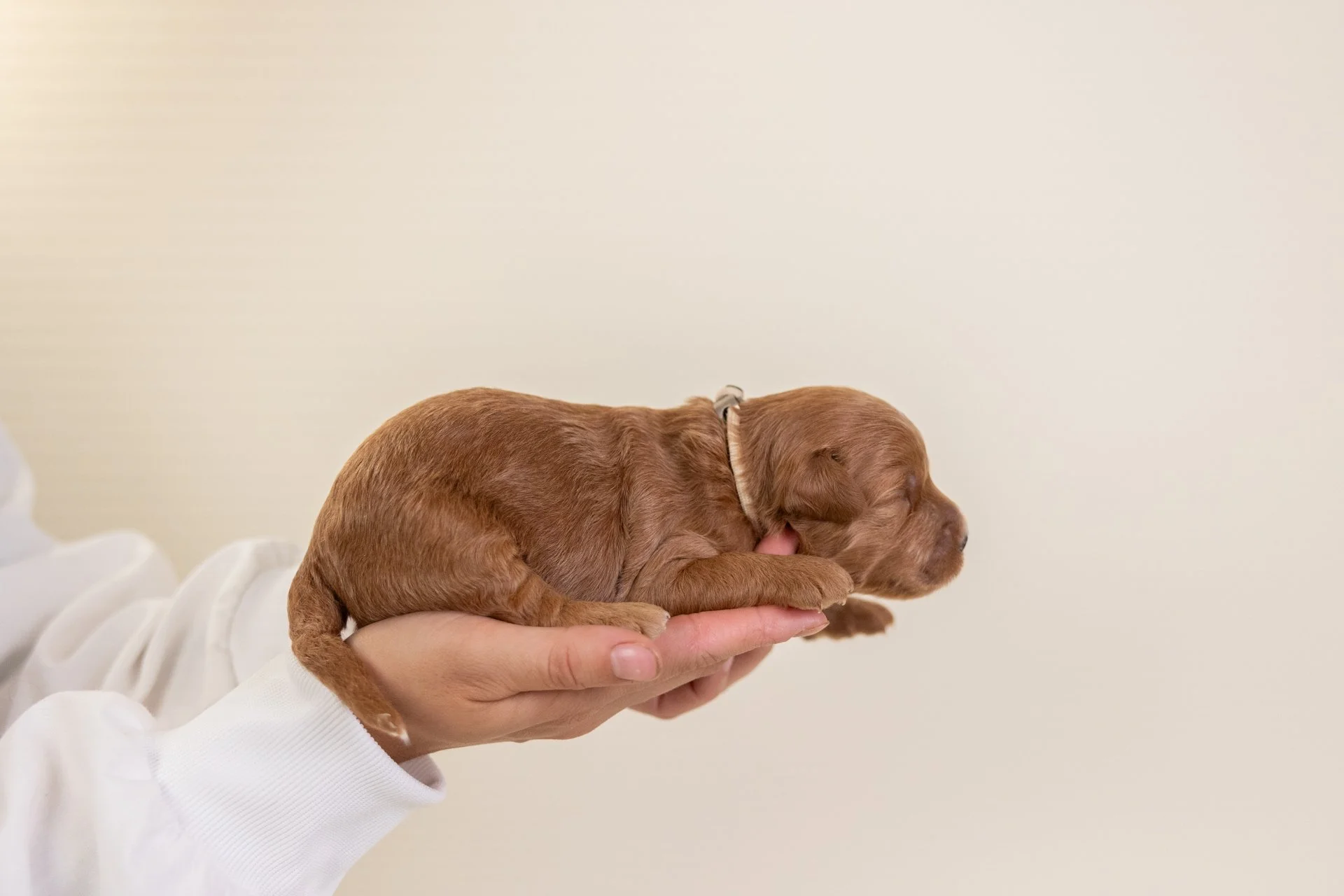 PeppersCallumLateral1.jpg