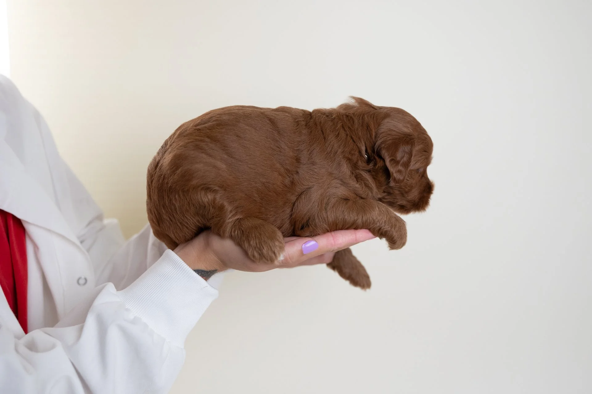 PennysAmberLateral1.jpg