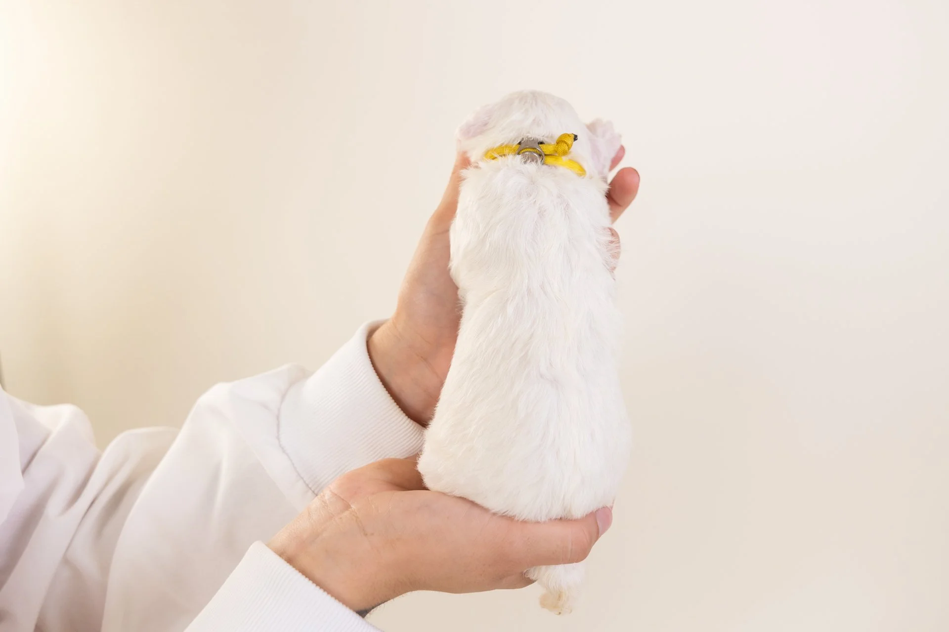CovesDaisyPosterior.jpg