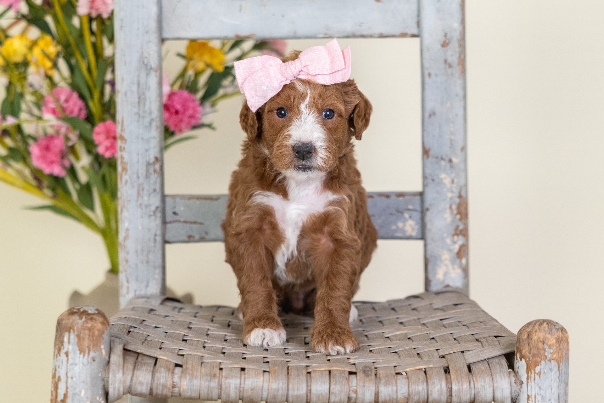 Cara's Girl Chestnut (Goldendoodle)