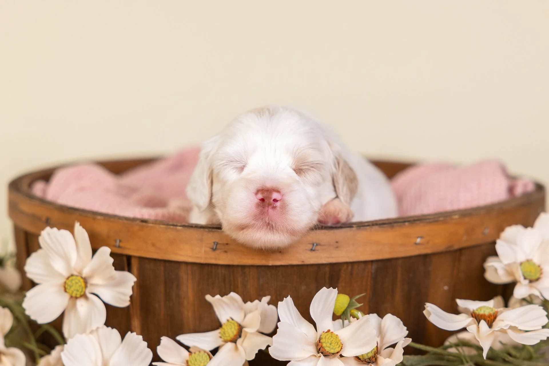 Sailor's Boy Aspen (Labradoodle)