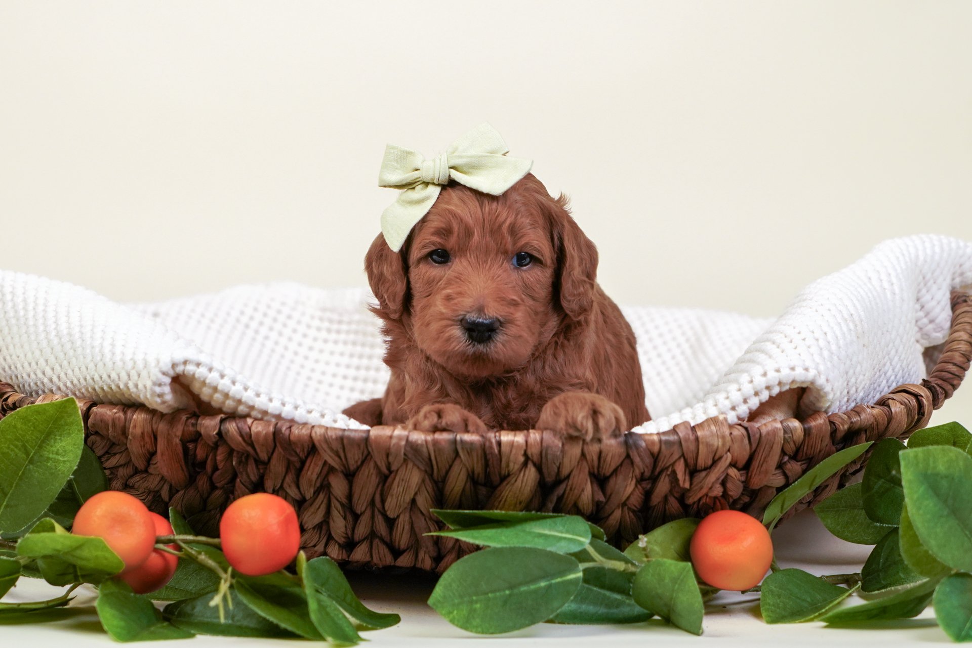 Cute brown puppy with a white patch on its chest, wearing a floral bandana and a light blue bow on its head, sitting on a white wooden stool against a beige background.