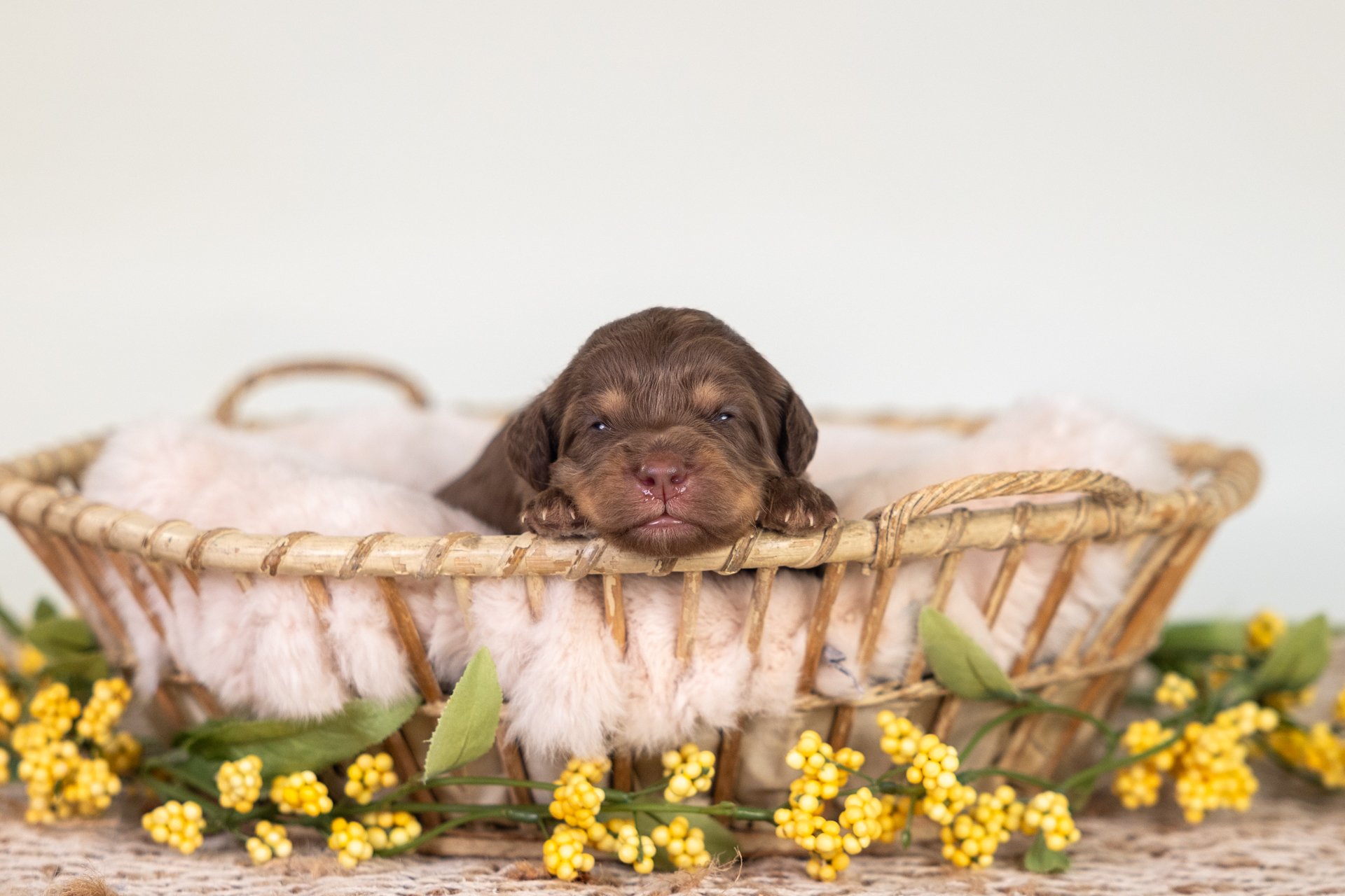 Baylee's Boy Mars (Labradoodle)