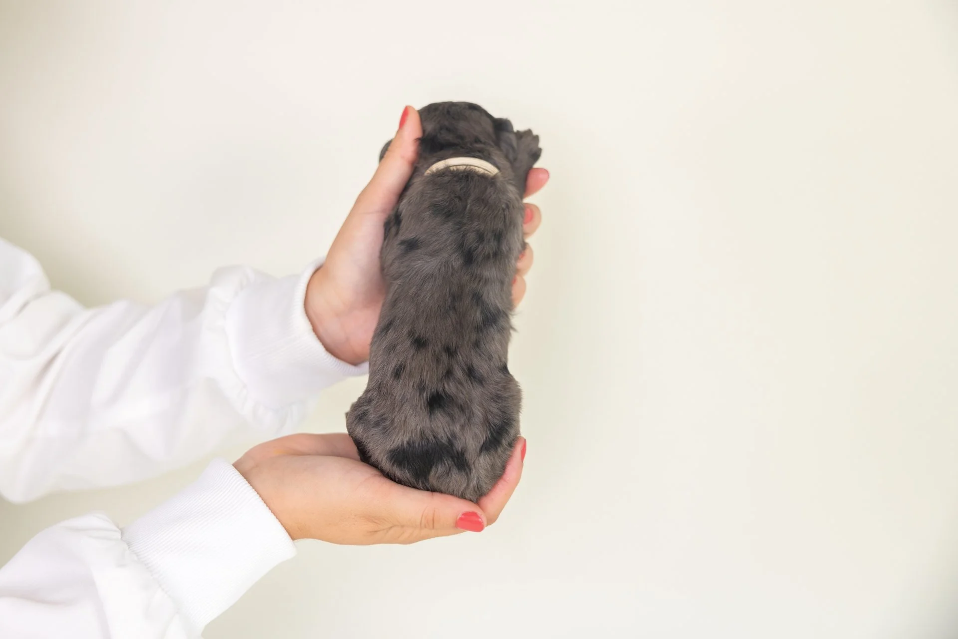LylasCallumPosterior.jpg