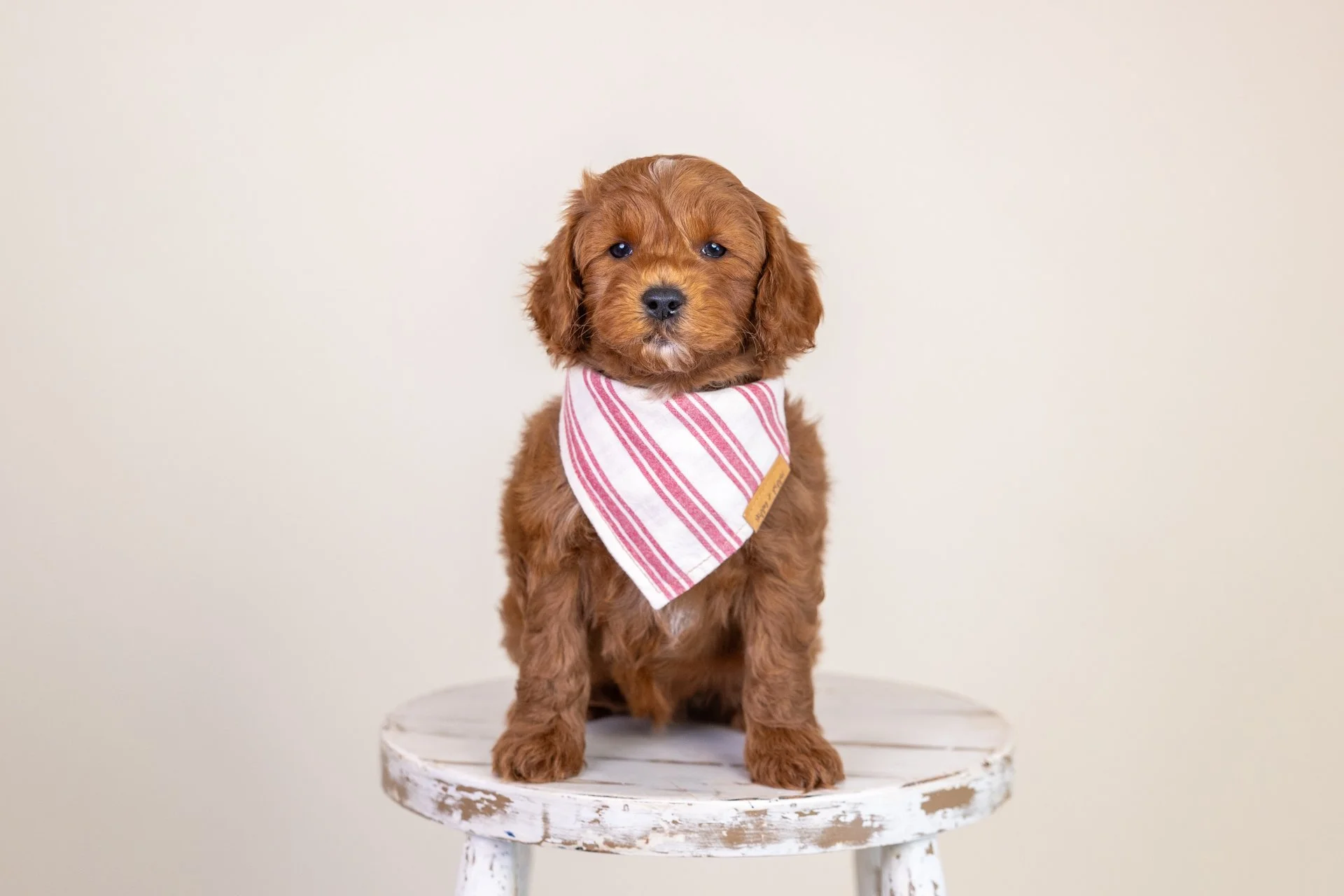 Penny's Boy Mocha (Double Doodle)