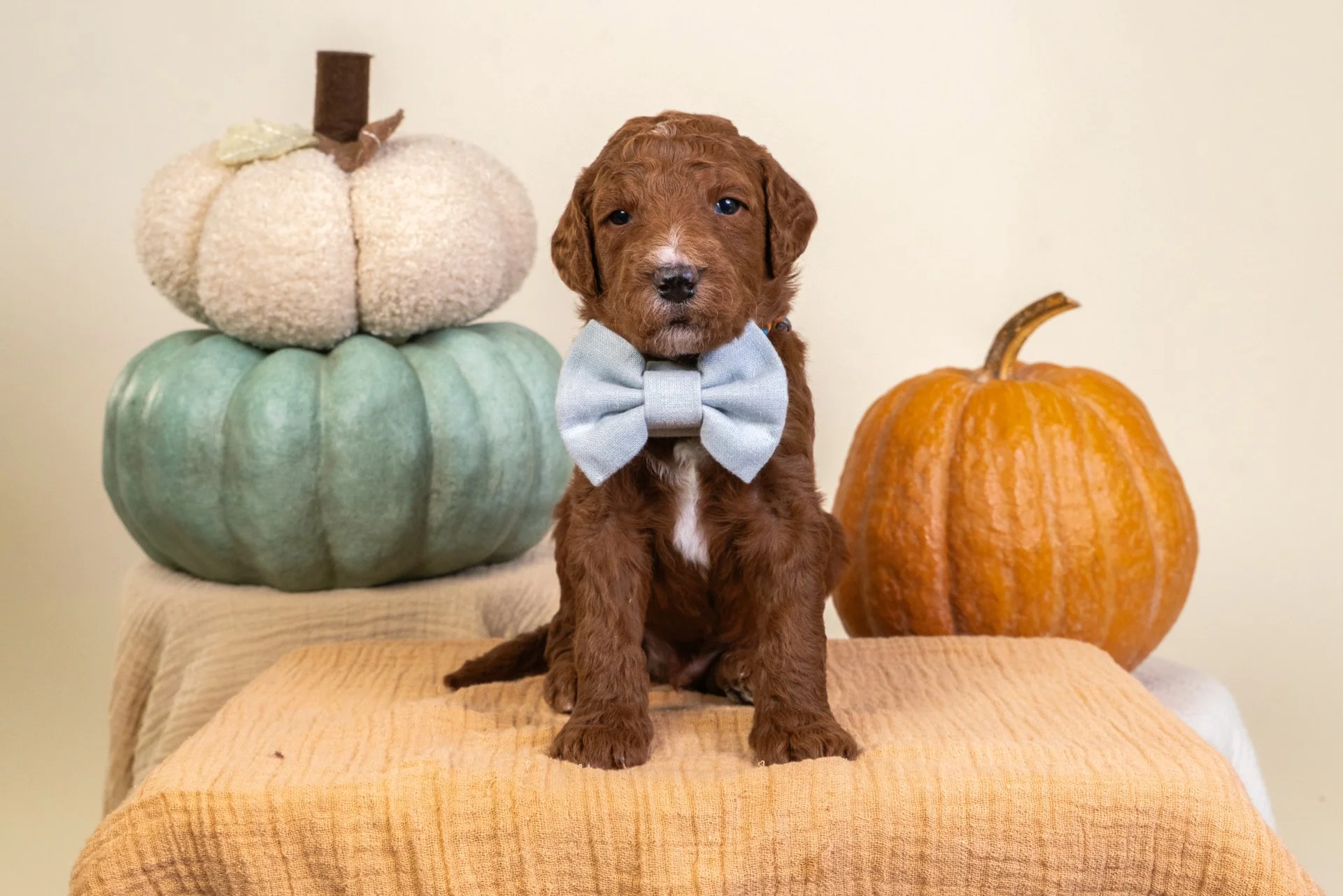 Gemma's Boy Asher (Goldendoodle)