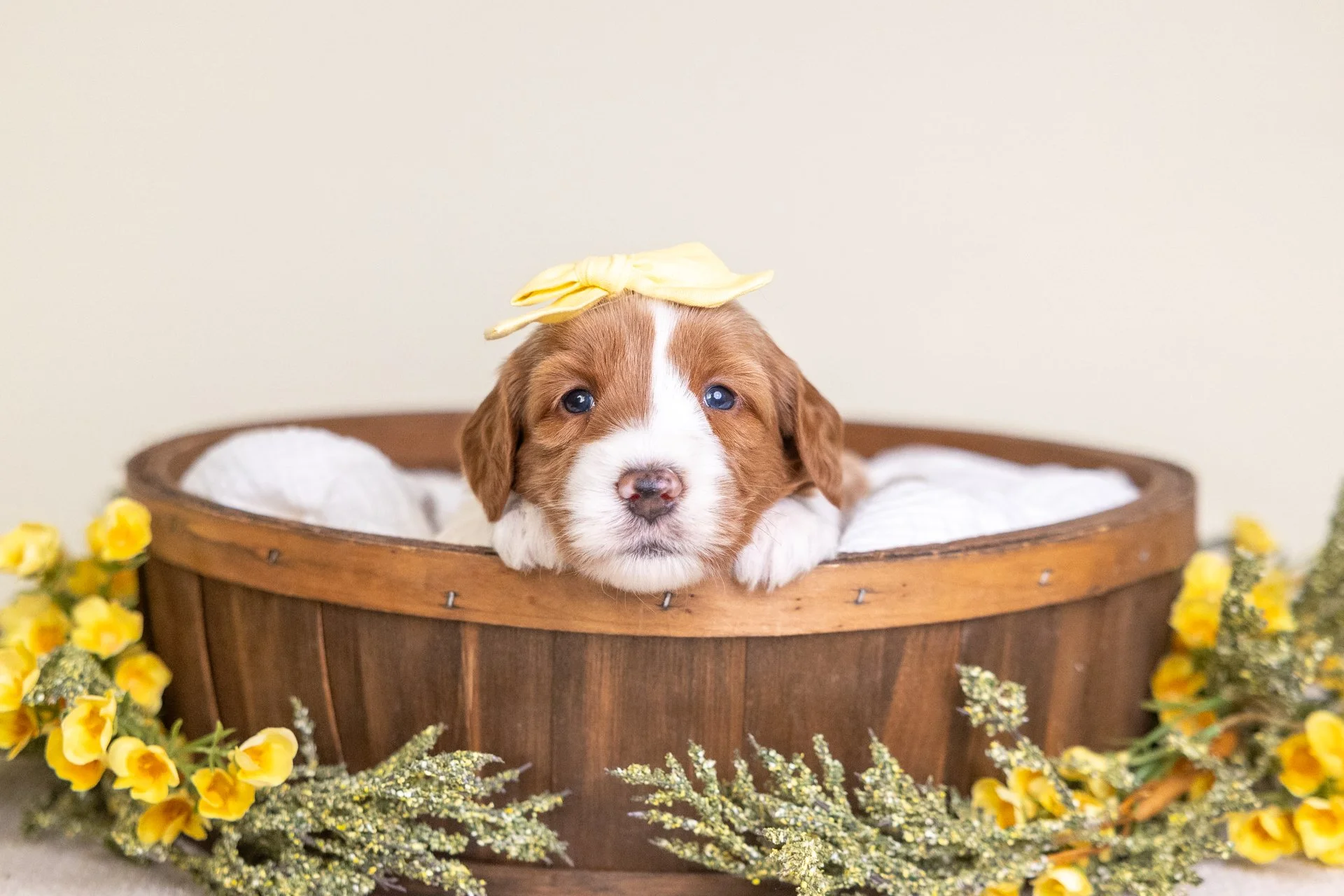 MaribelsDaisyWk4.jpg