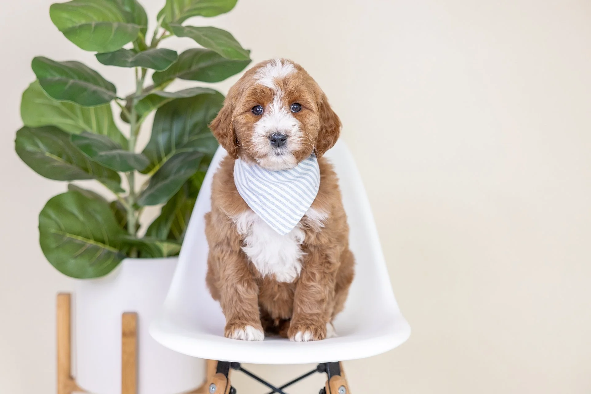 A cute brown and white puppy with floppy ears, sitting on a white chair with black metal legs, wearing a striped bandana, next to a green leafy plant in a white pot, against a plain light-colored background.