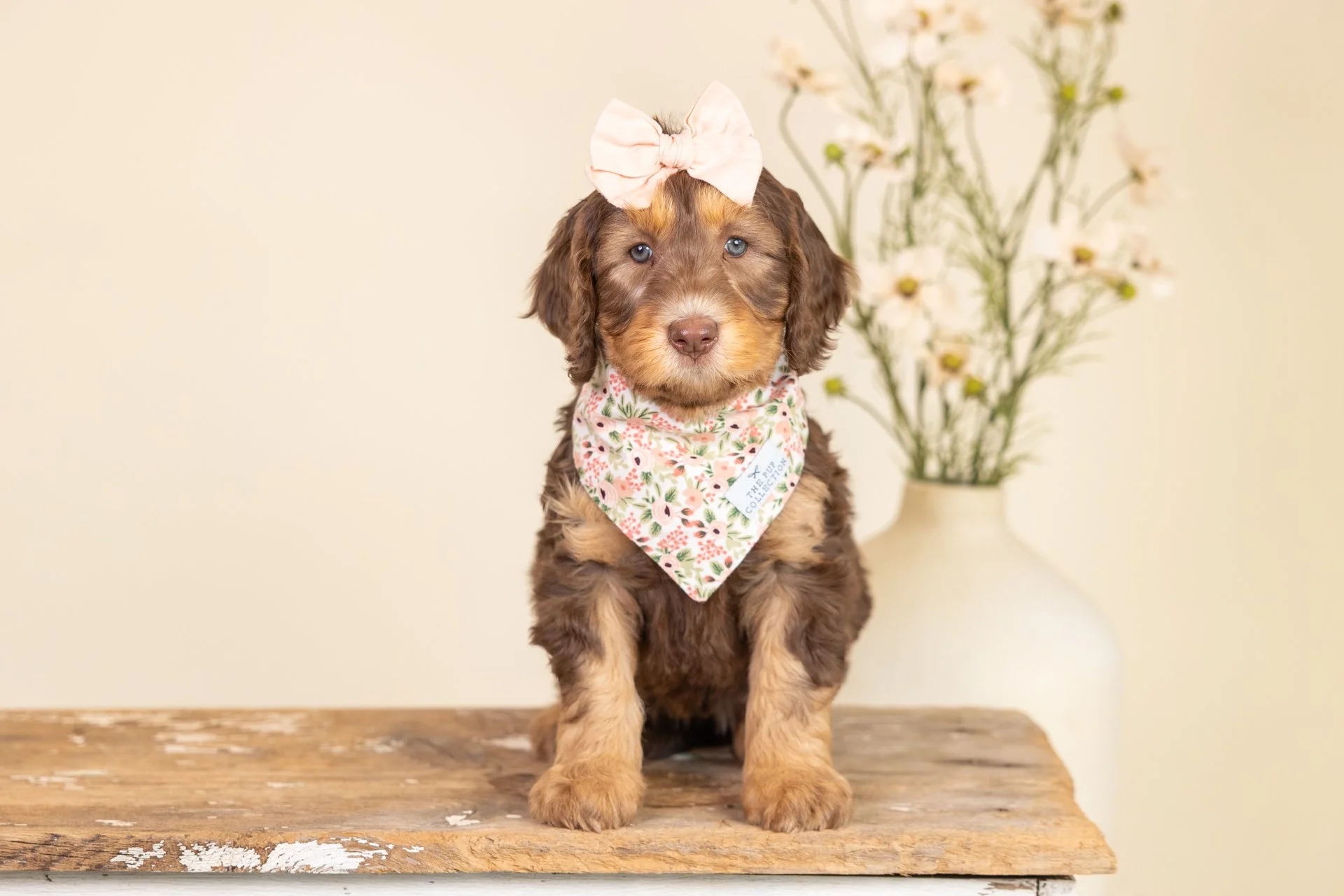 A cute brown puppy with blue eyes sitting on a white modern chair, wearing a beige bow on its head. In the background, there is a beige wall, a potted plant, and a wooden stool.