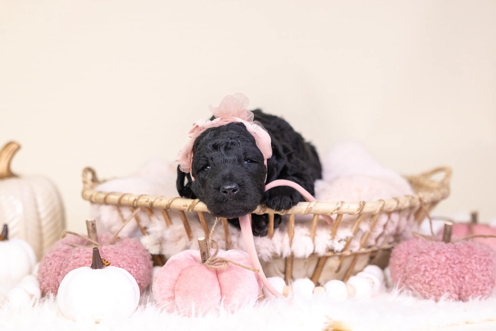 Rosie's Girl Ruby (Goldendoodle)