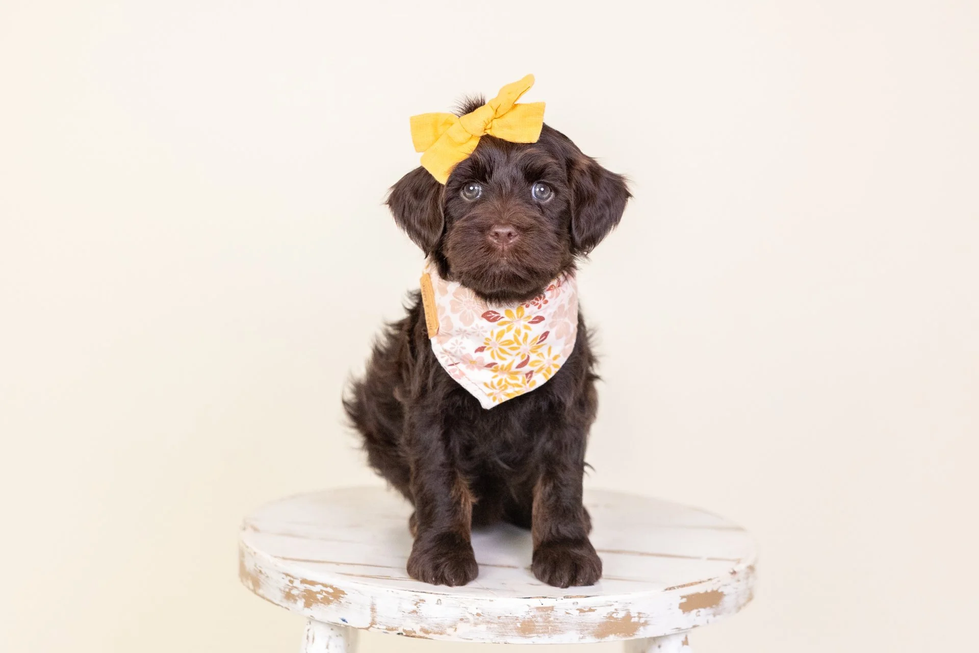 Holland's Girl Arielle (Labradoodle)