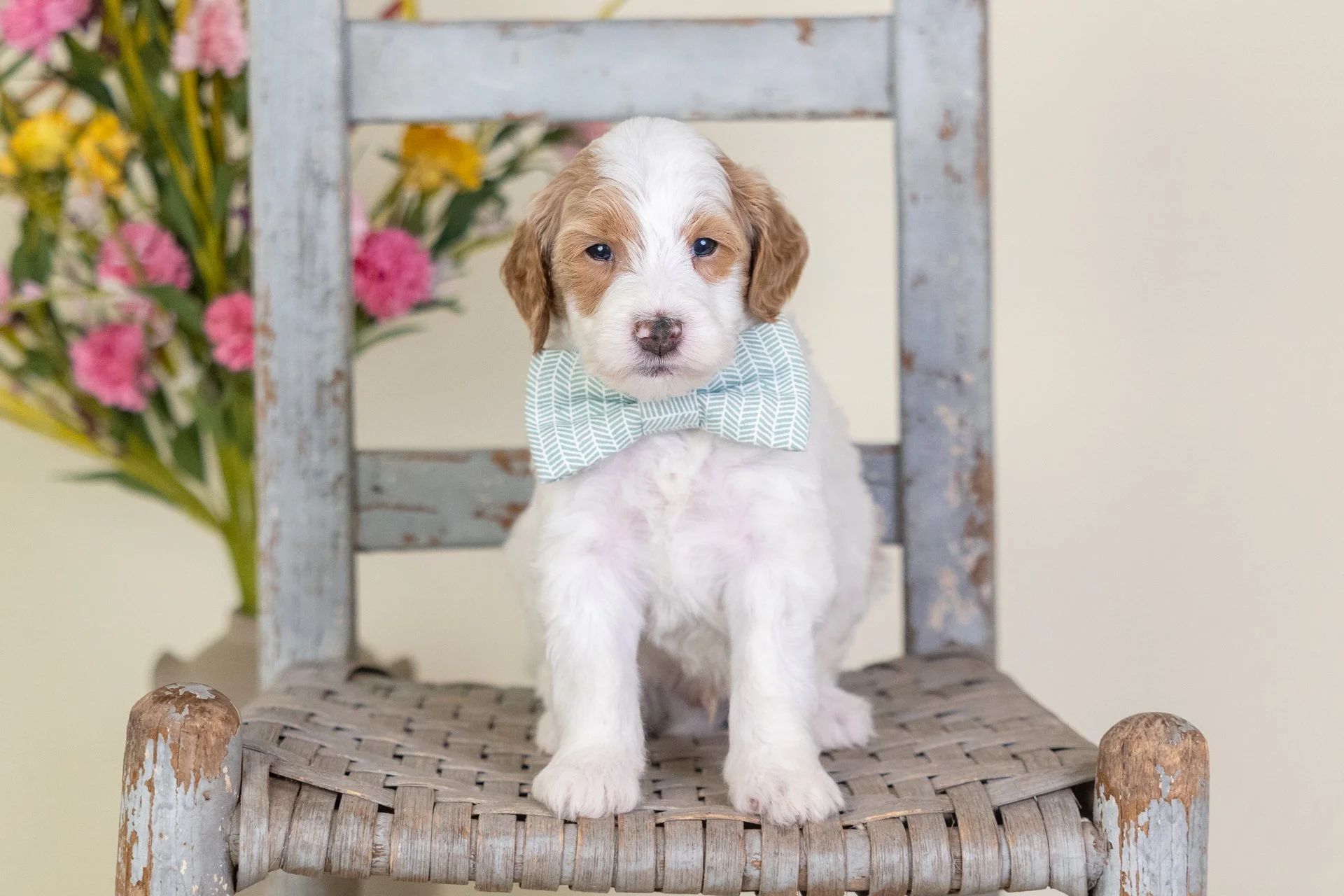 Cara's Boy Callum (Goldendoodle)