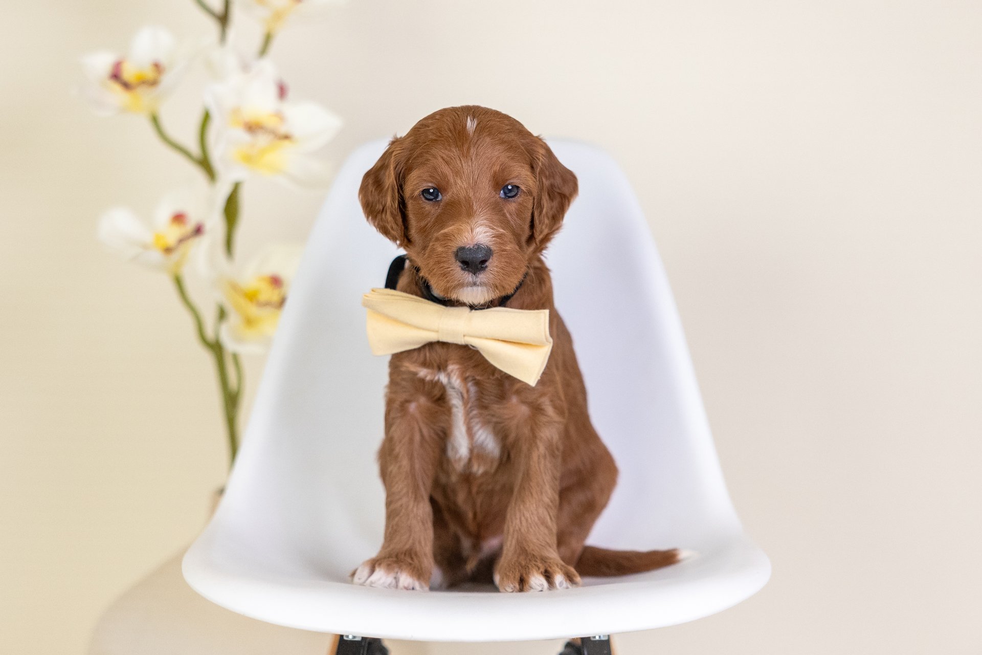 A cute puppy with fluffy white and black fur, wearing a light green bow tie, sitting on a wooden surface with a colorful flower arrangement in a cream vase behind it.