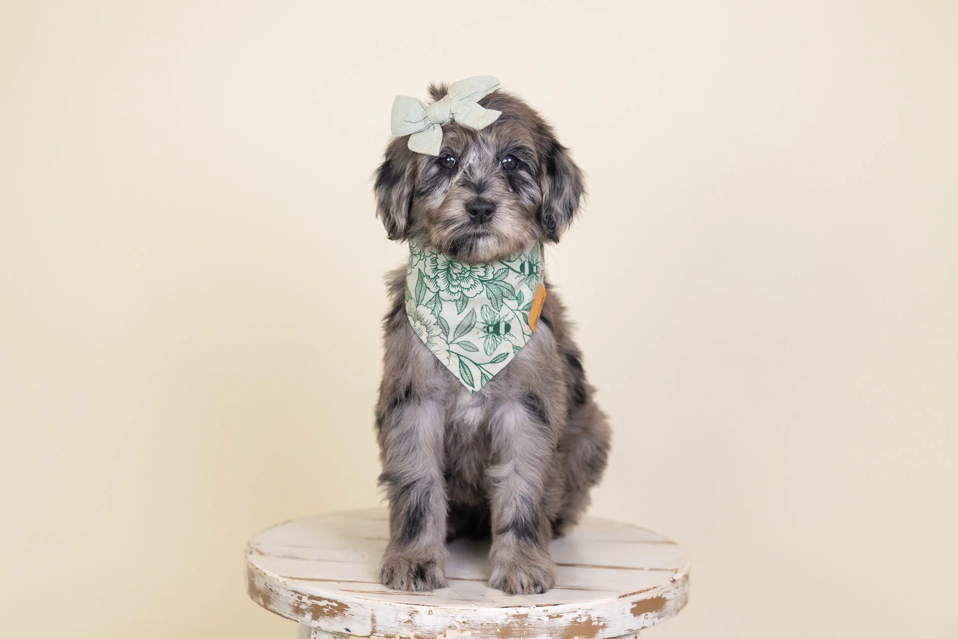 Sadie's Girl Lilac (Goldendoodle)