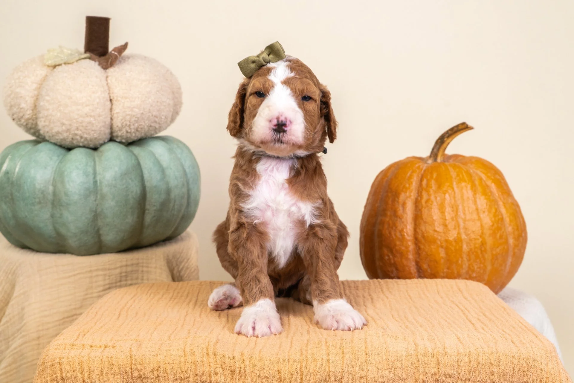 Gemma's Girl Sable (Goldendoodle)