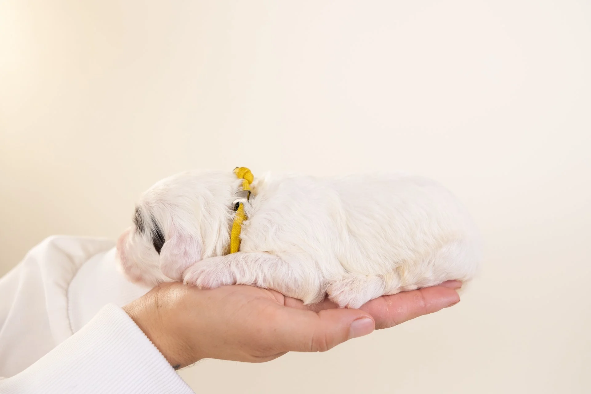 CovesDaisyLateral1.jpg