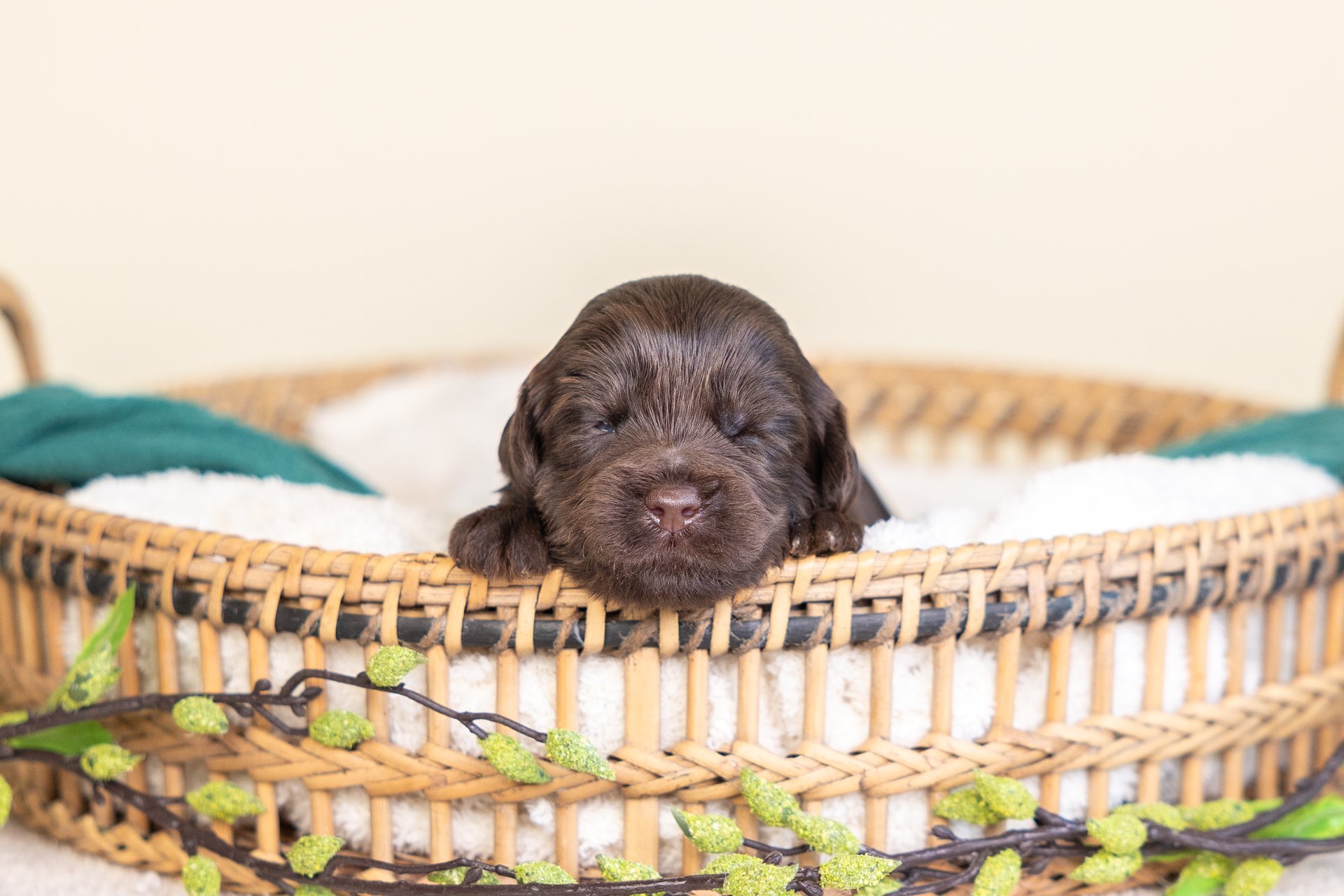 Sailor's Boy Phoenix (Labradoodle)