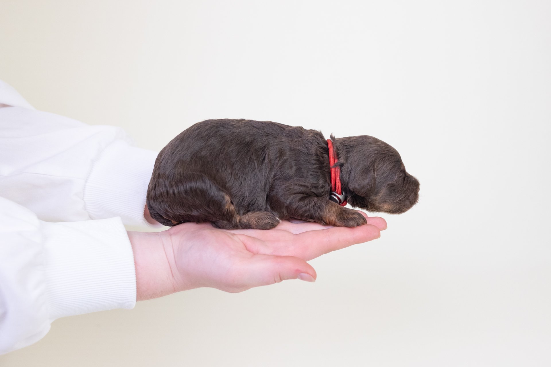 MollysRubyLateral1.jpg