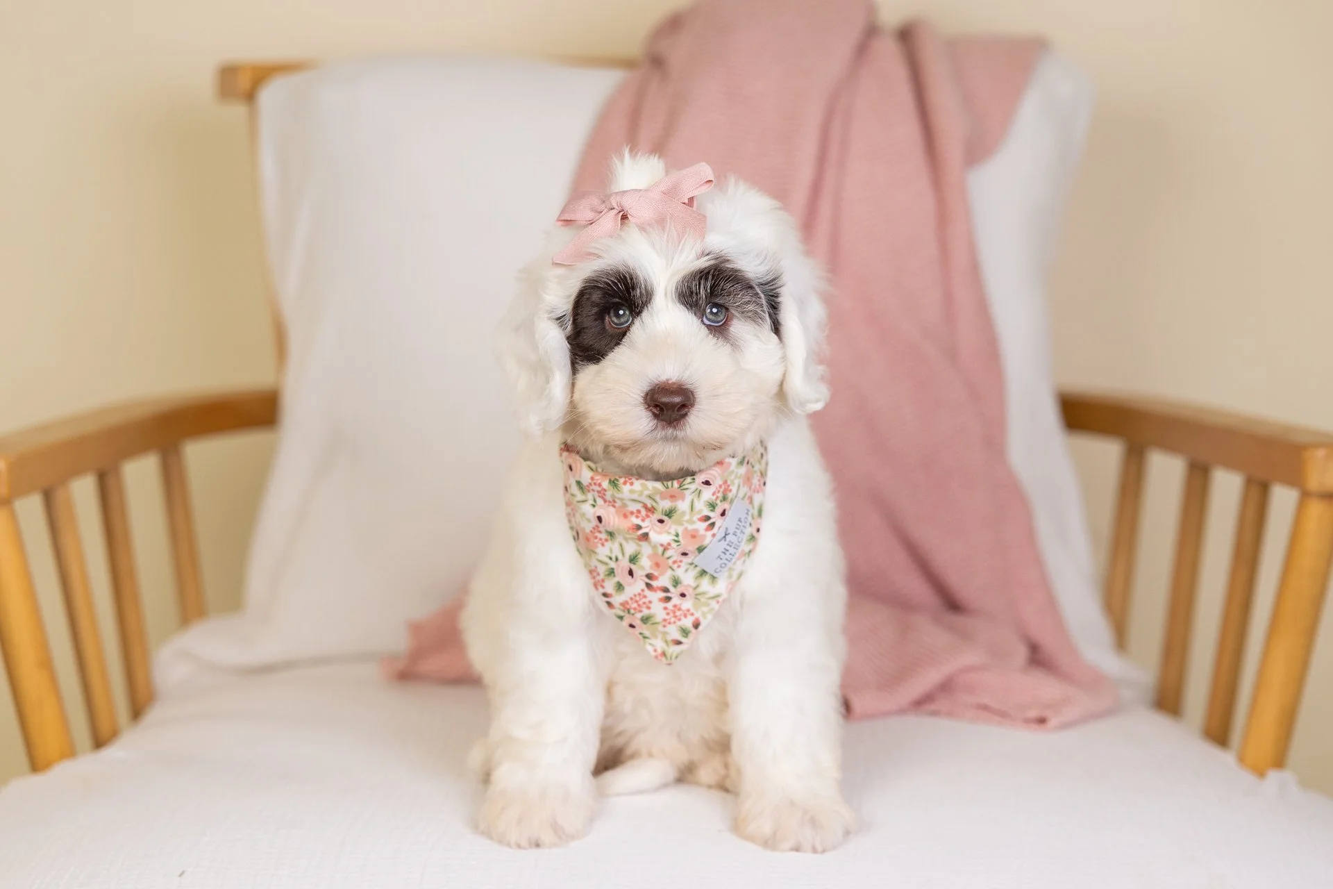 Cove's Girl Daisy (Labradoodle)