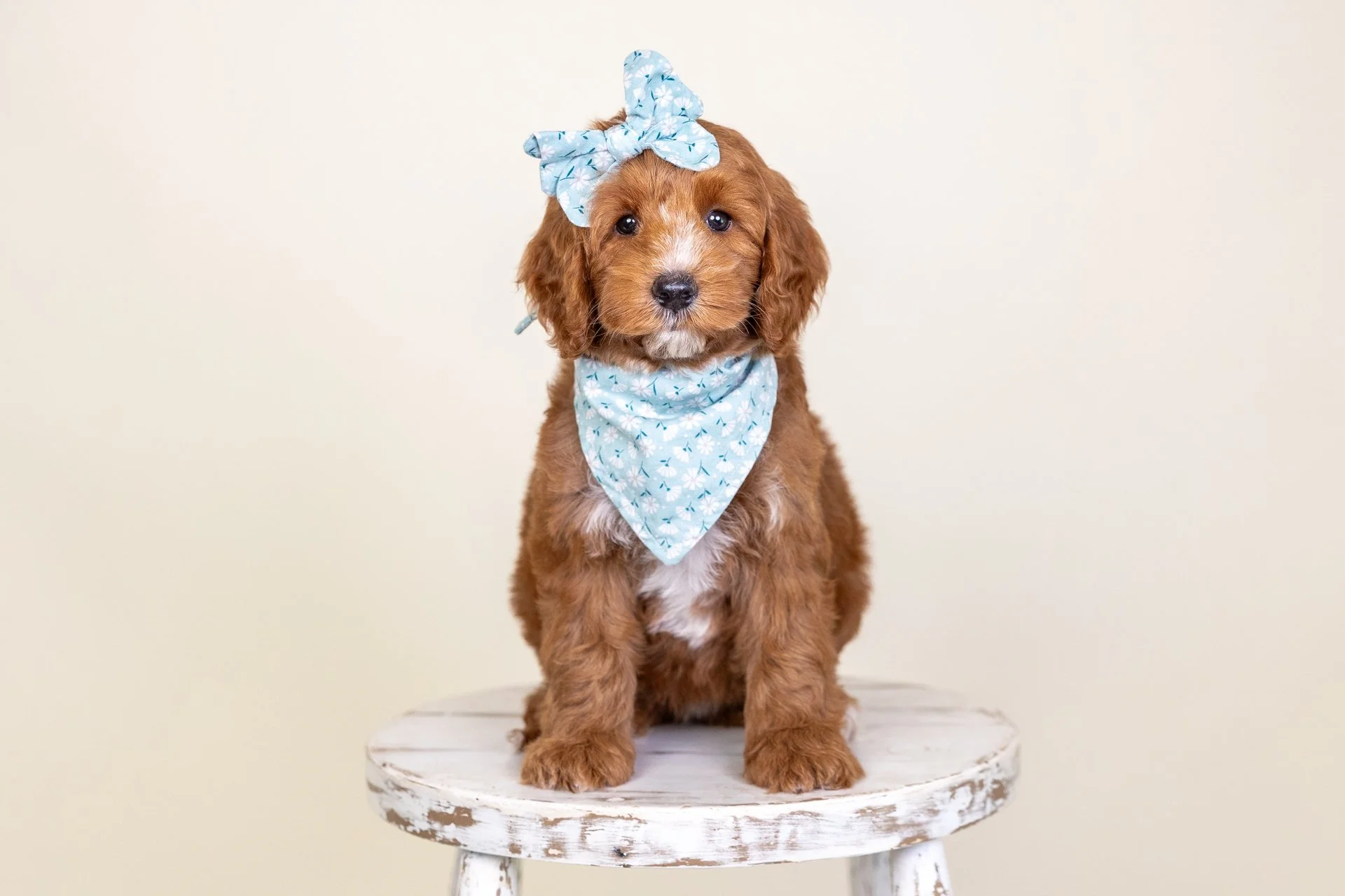 June's Girl Savannah (Labradoodle)