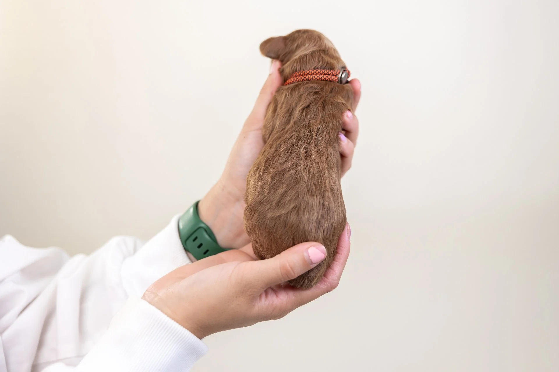 IvorysPhoenixPosterior.jpg