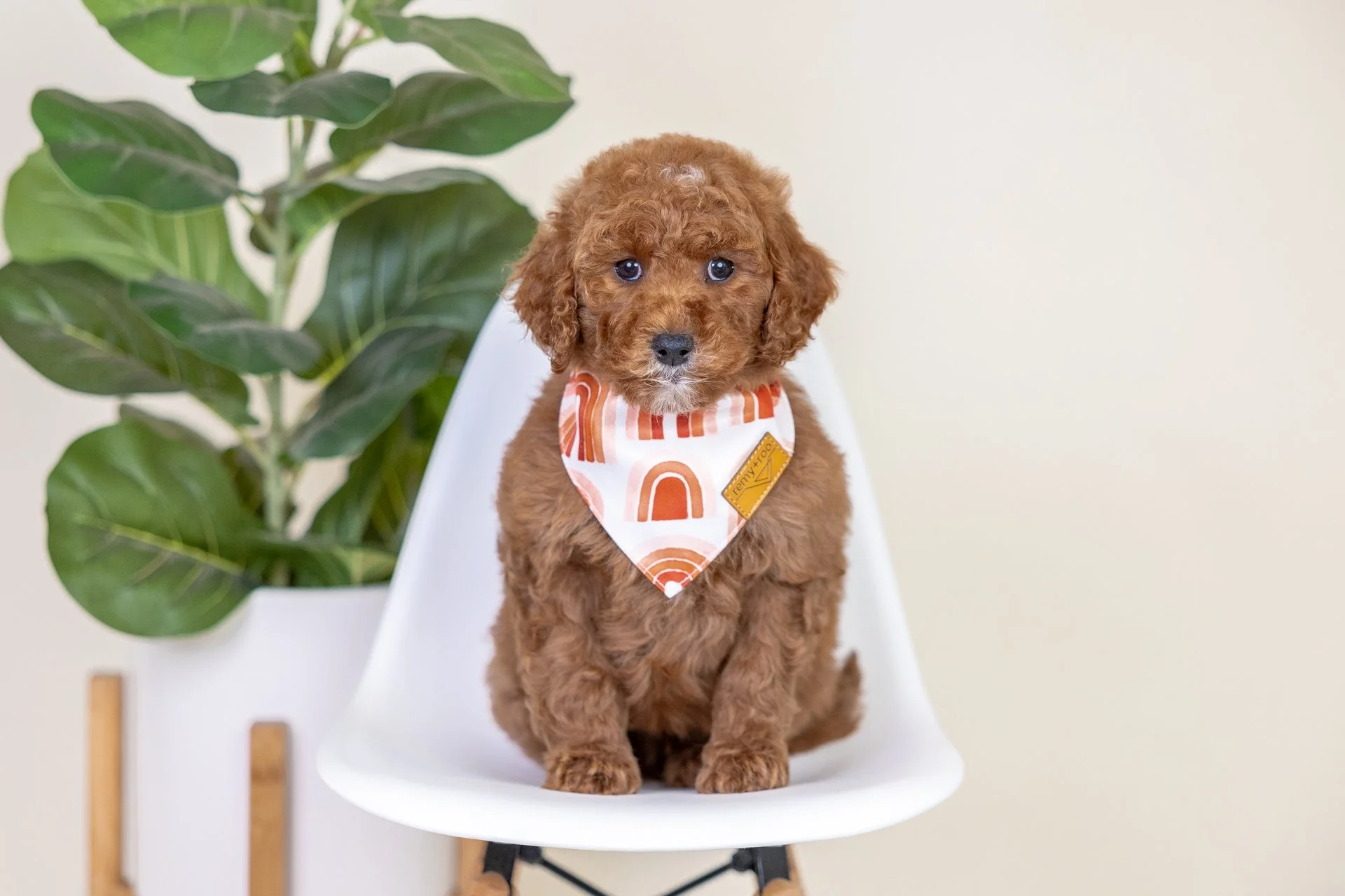 Terra's Boy Cobalt (Goldendoodle)