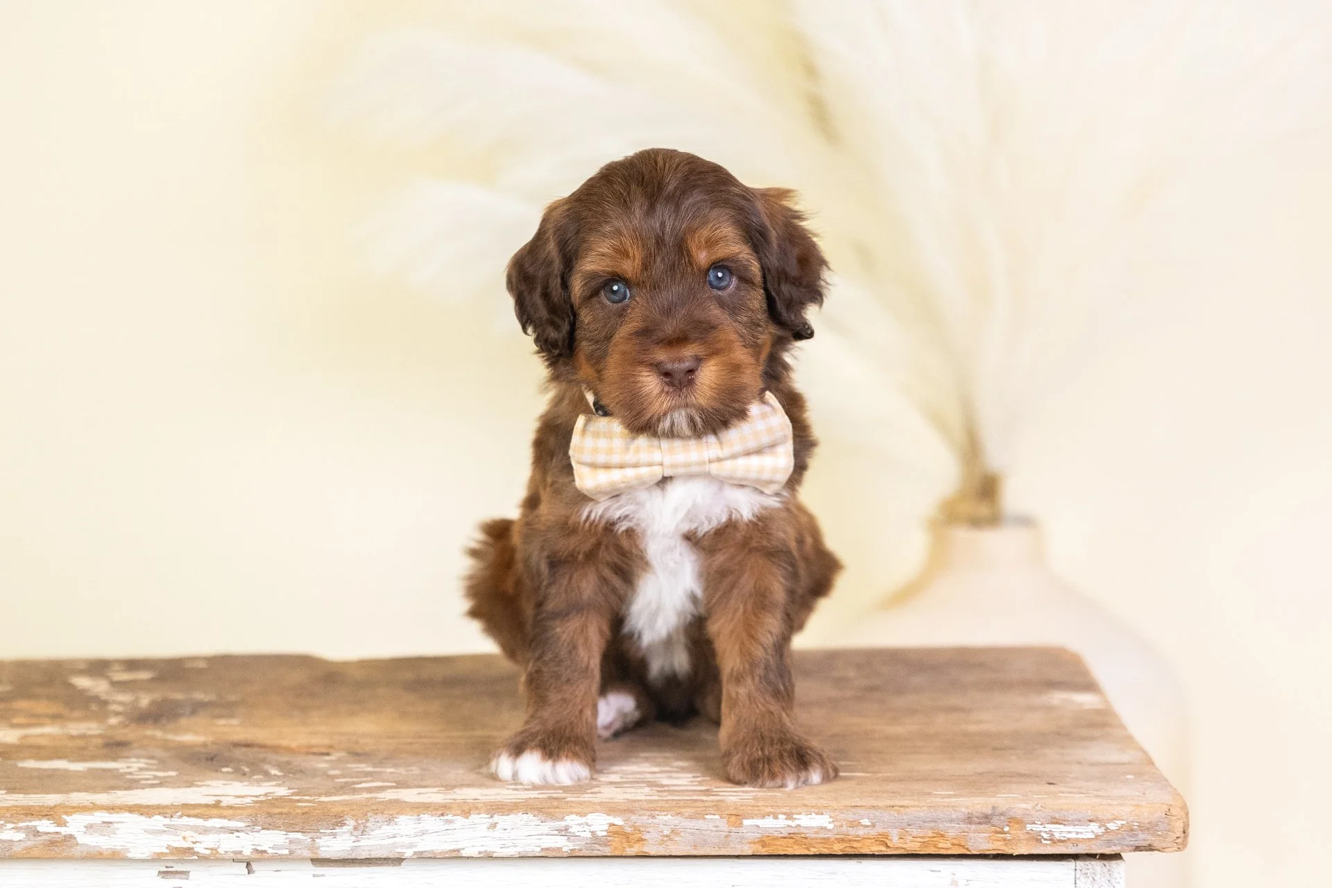 Holland's Boy Copper (Labradoodle)