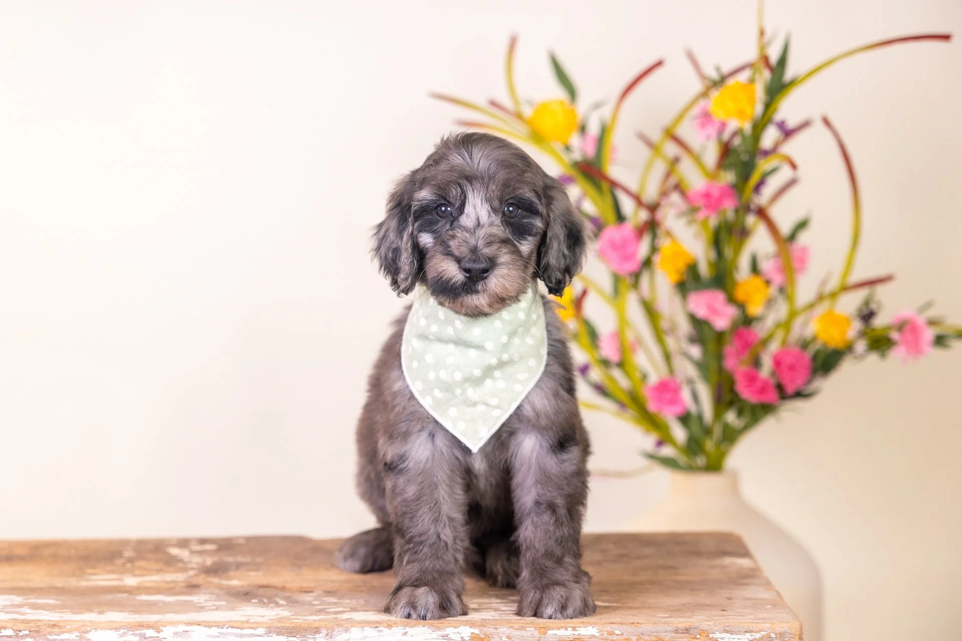 Lyla's Boy Callum (Goldendoodle)