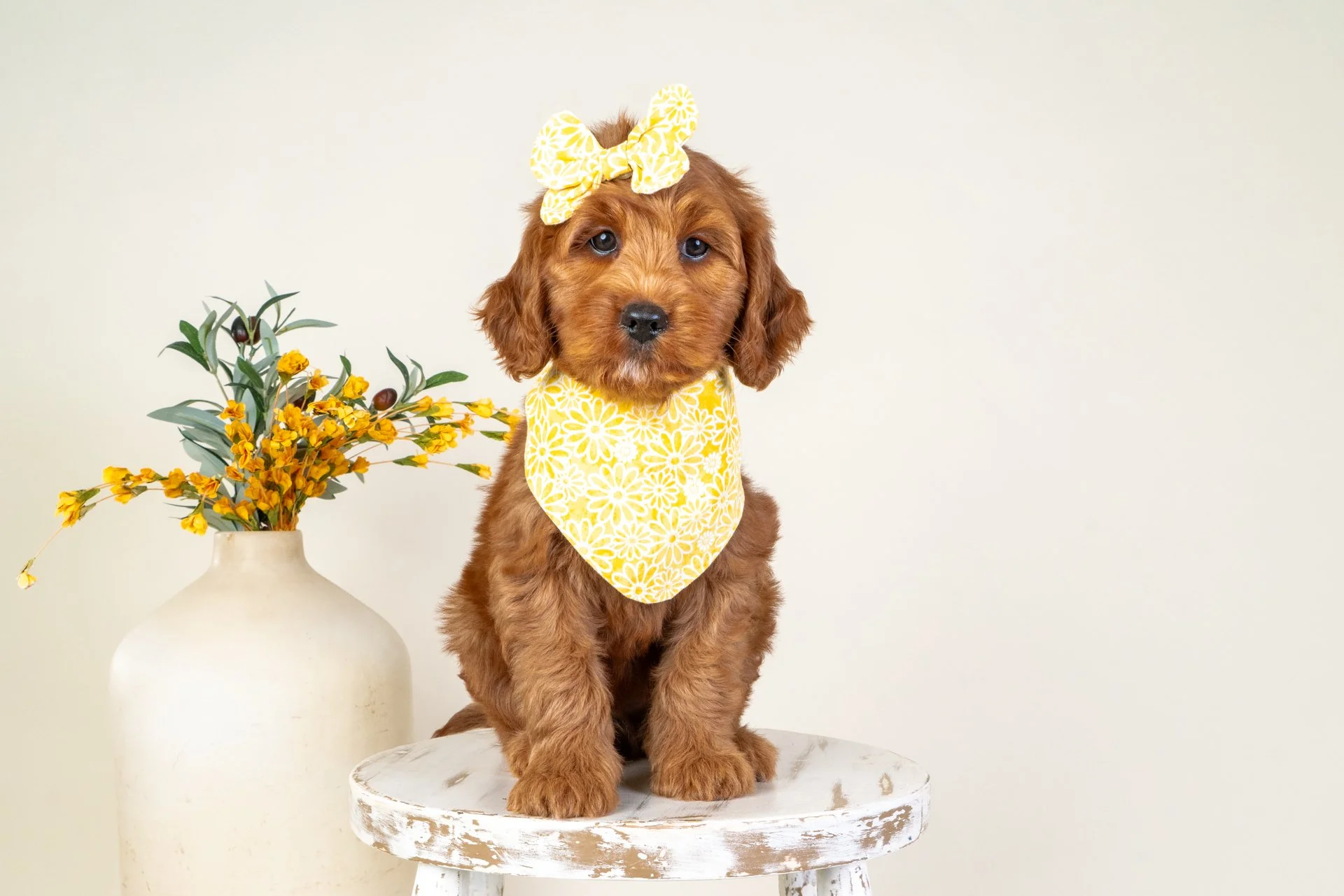 Ivory's Girl Rose (Goldendoodle)