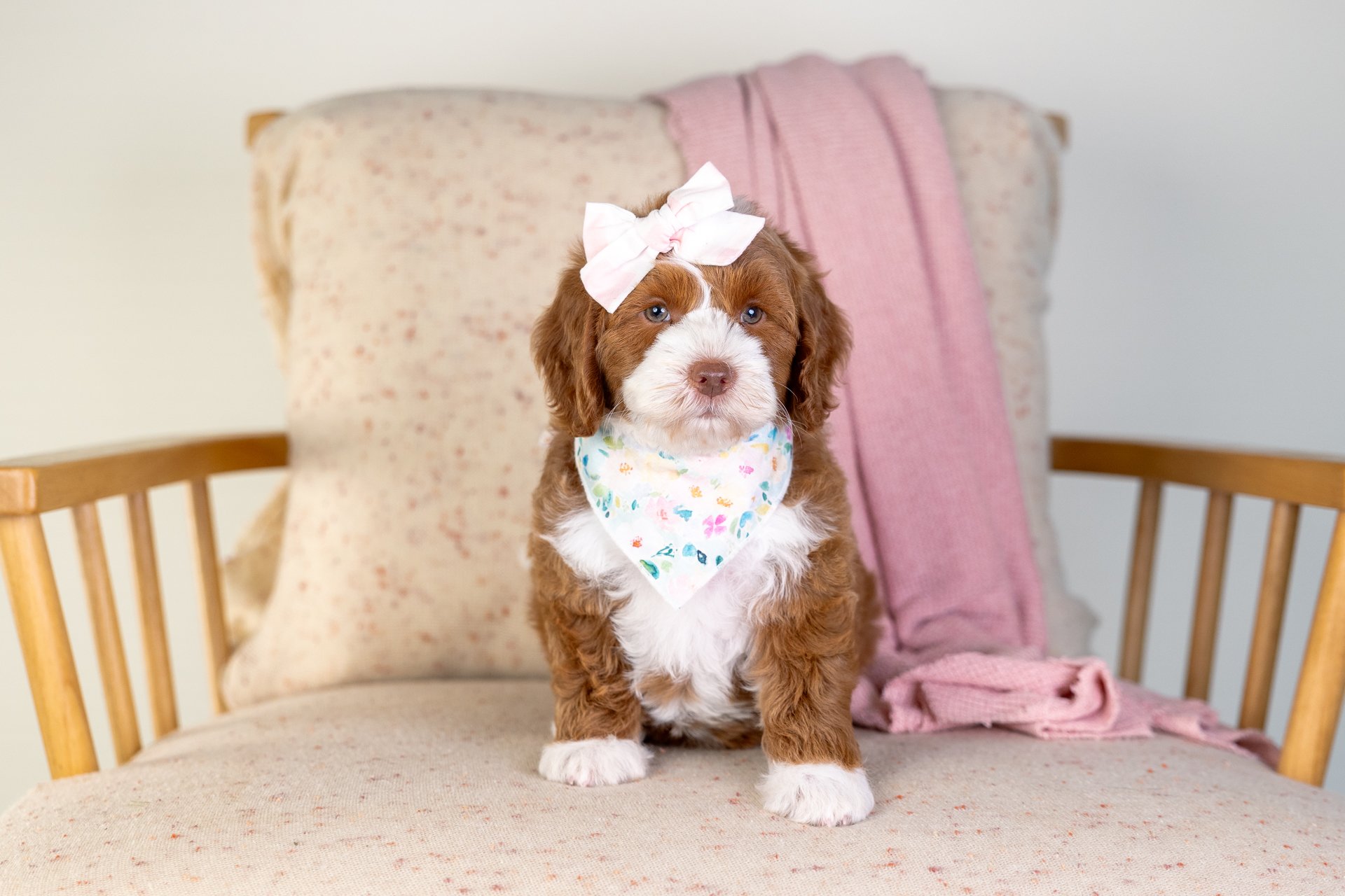 Fern's Girl Daisy (Double Doodle)